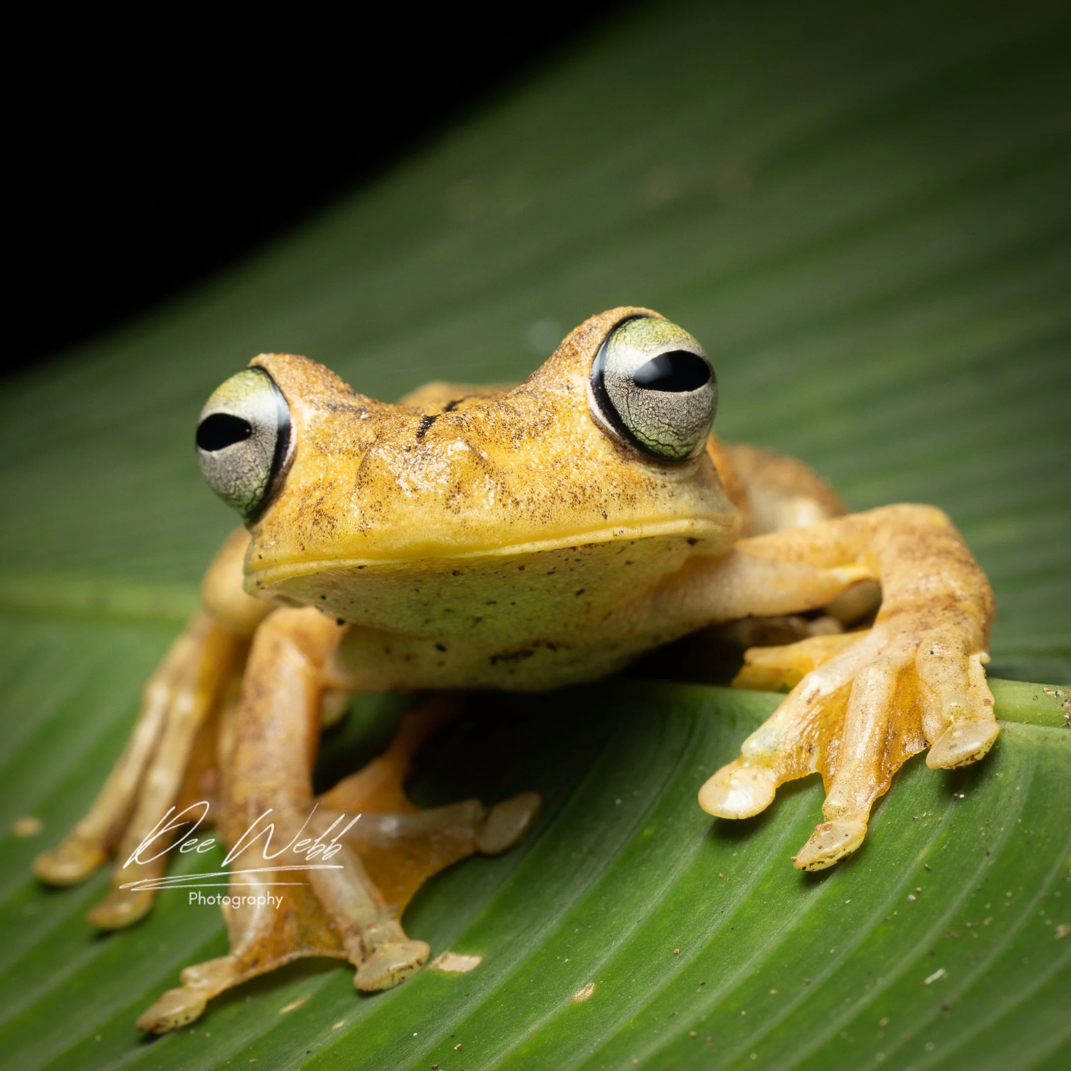 Close-up of a yellow-green frog with large eyes sitting on a green leaf.
