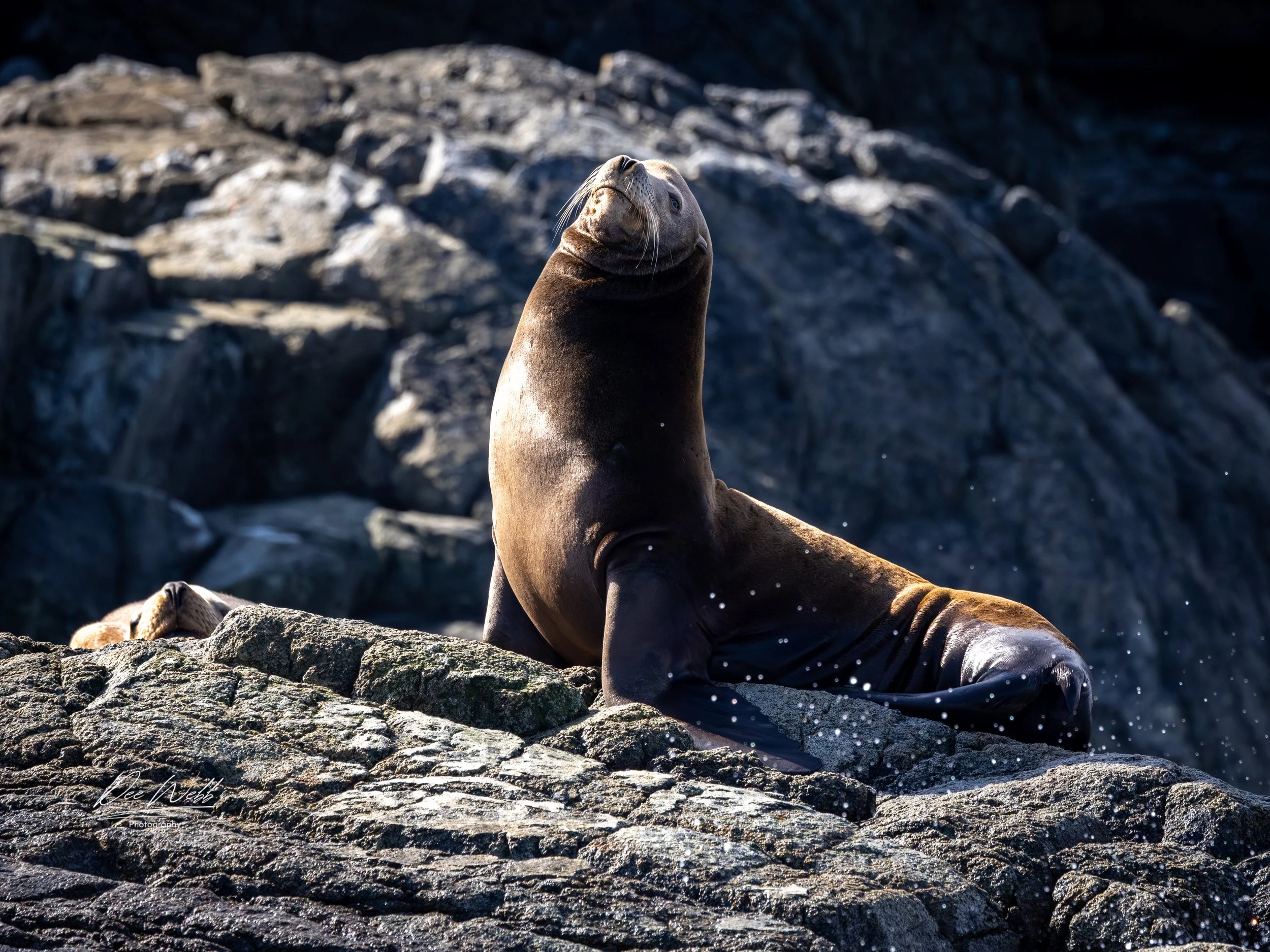 Bamfield seal  6.jpg