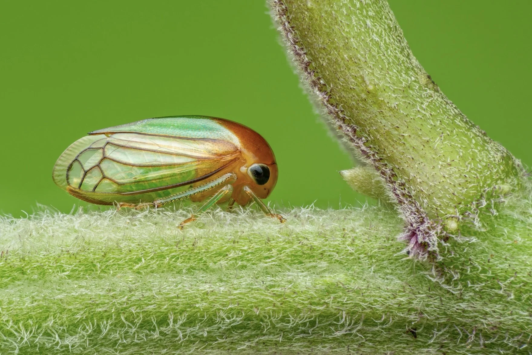 Close-up of a tiny green and amber leafhopper insect on a fuzzy green plant stem with a background of blurred green.