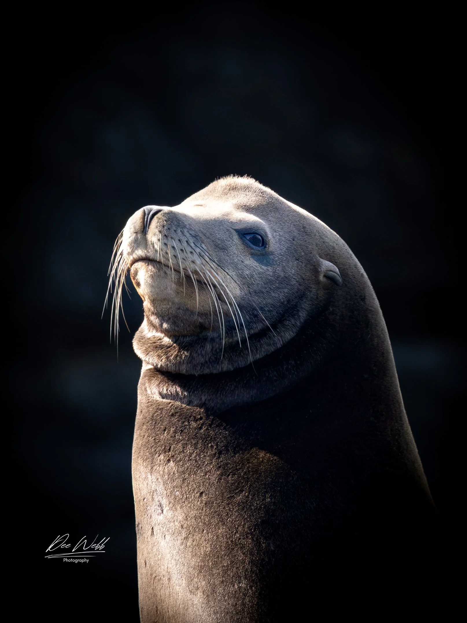 Bamfield seal  5.jpg