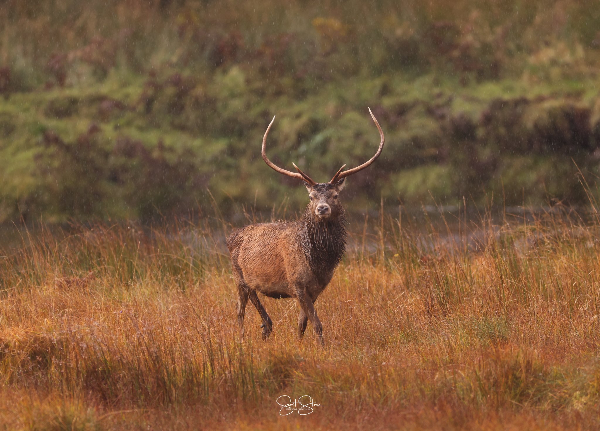 A deer with large antlers standing in a grassy field with blurred green foliage in the background.