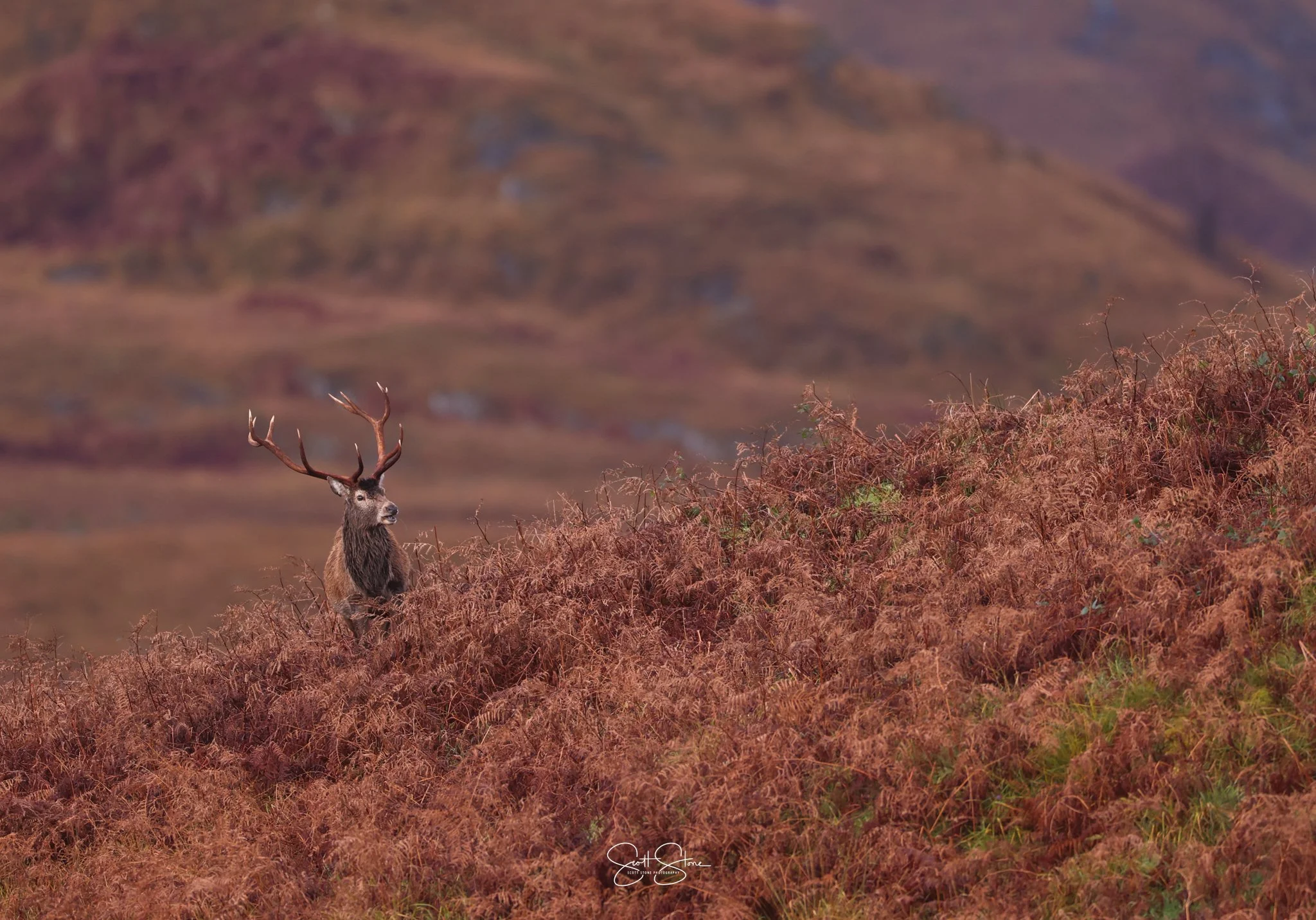 A red deer stag with large antlers standing among reddish-brown foliage on a hillside, with a blurred mountain in the background.
