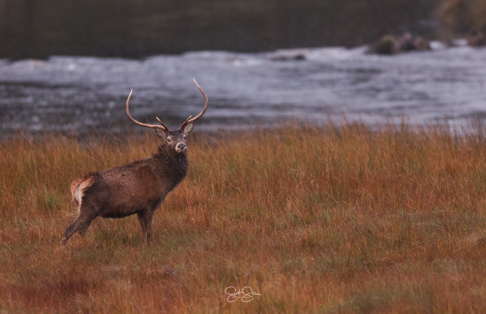 A majestic elk standing in a field with reddish grass near a river or lake, with water visible in the background.