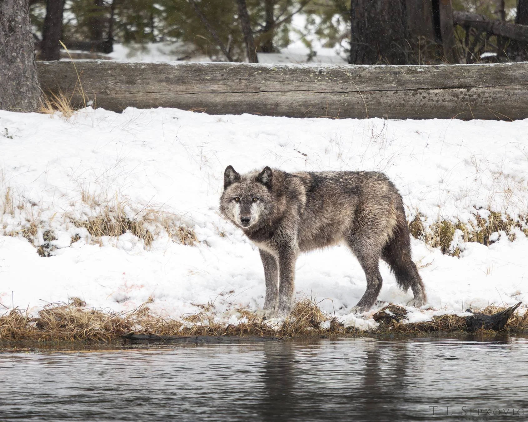 yellowstone wolf.jpg