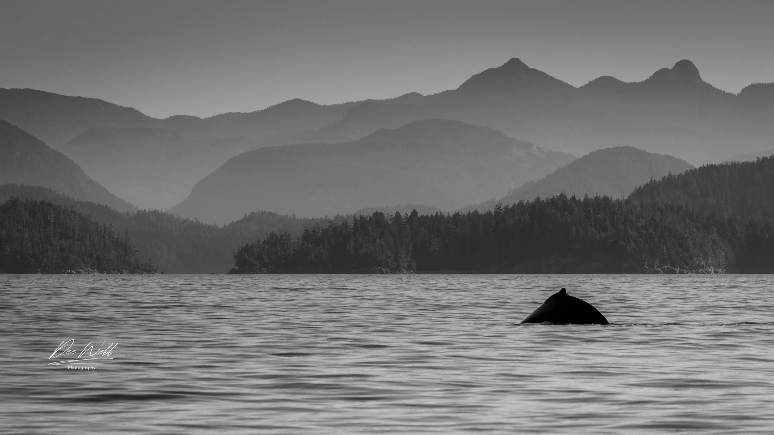 Bamfield whales tail B-W.jpg