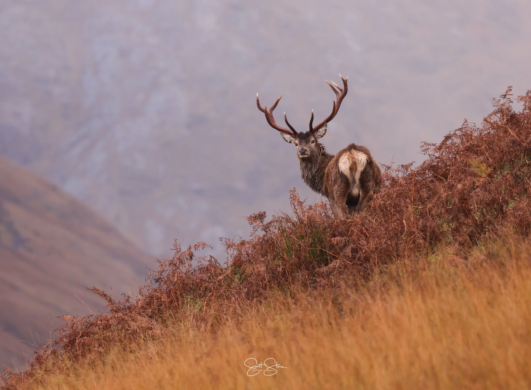 A majestic stag with large antlers standing on a hill covered with brownish-orange foliage against a misty mountain background.