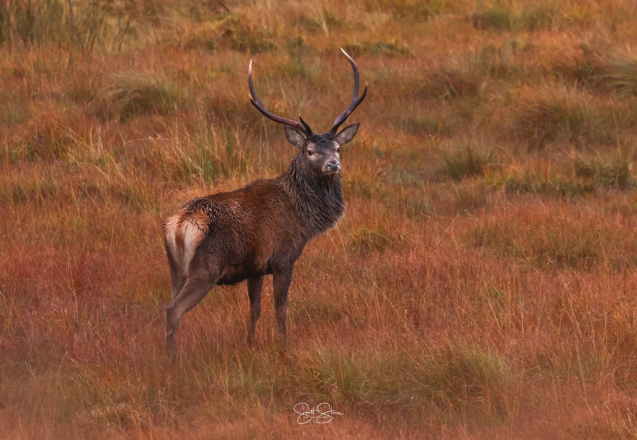 A majestic elk with large antlers standing in a field of tall, reddish-brown grass.