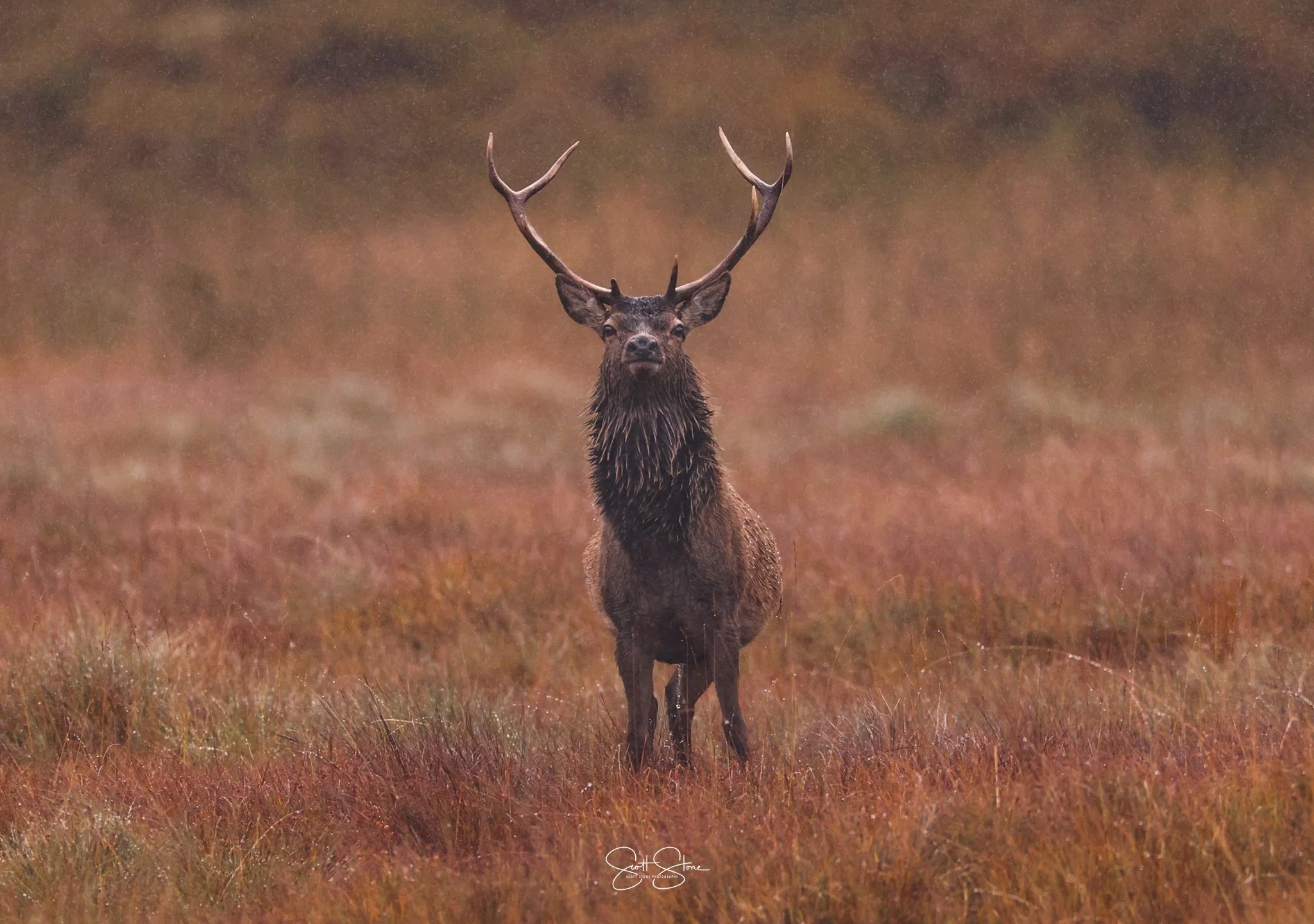 A majestic elk standing in tall grass during a rainstorm in the wilderness.