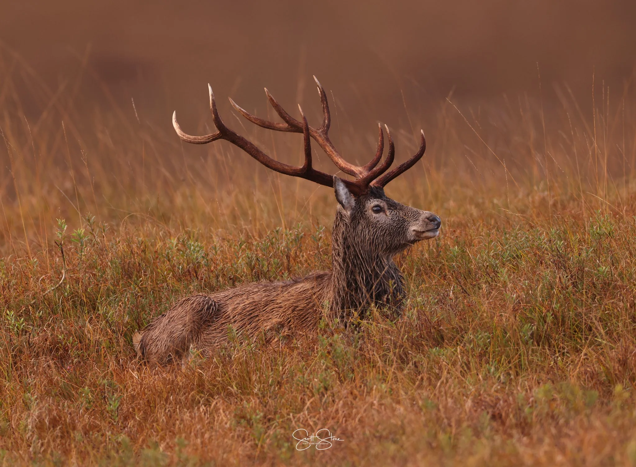 A majestic elk with large antlers sitting in a field of reddish-brown grass.