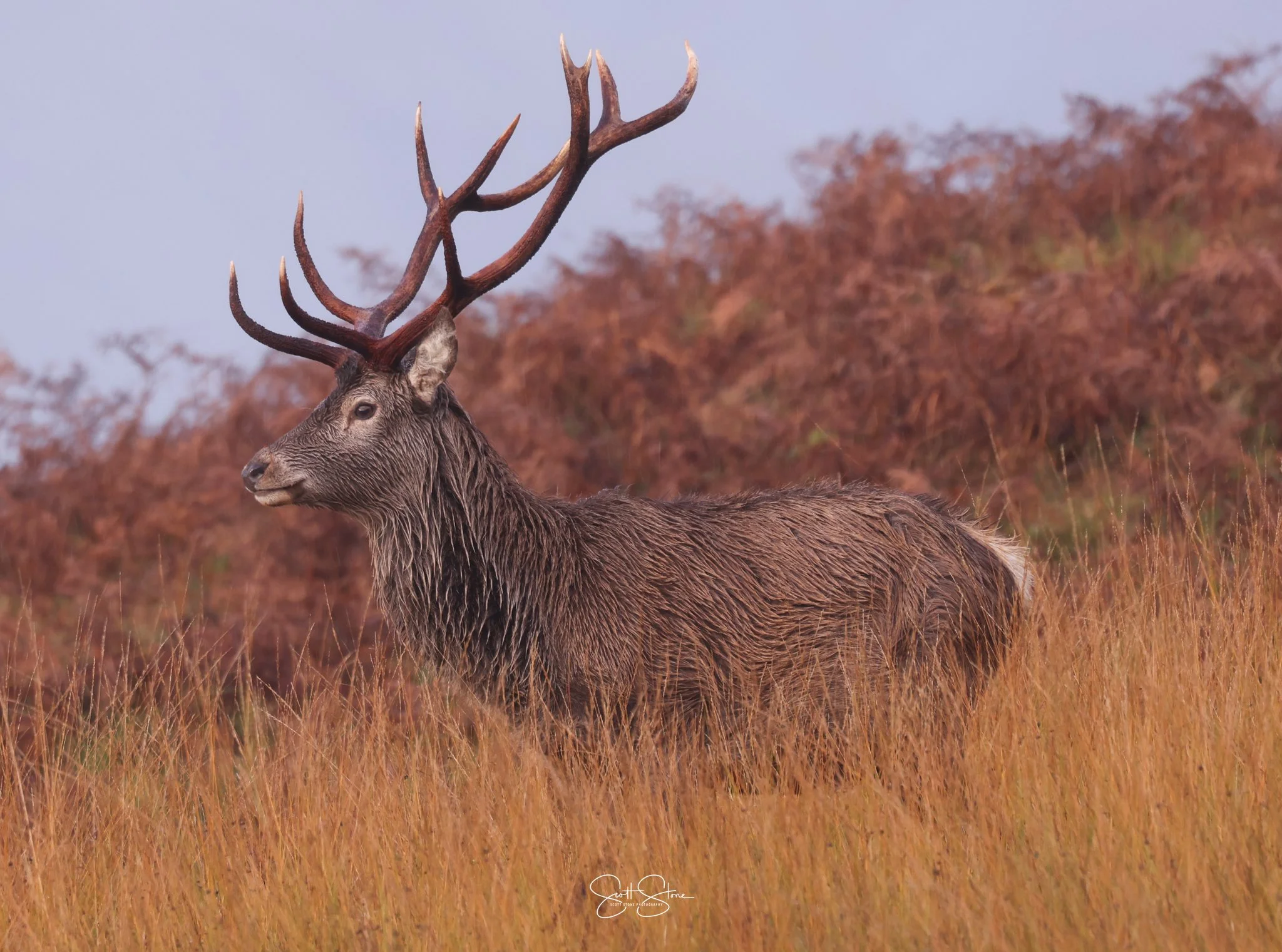 A large elk standing in tall, golden-orange grass with autumn-colored shrubs in the background.