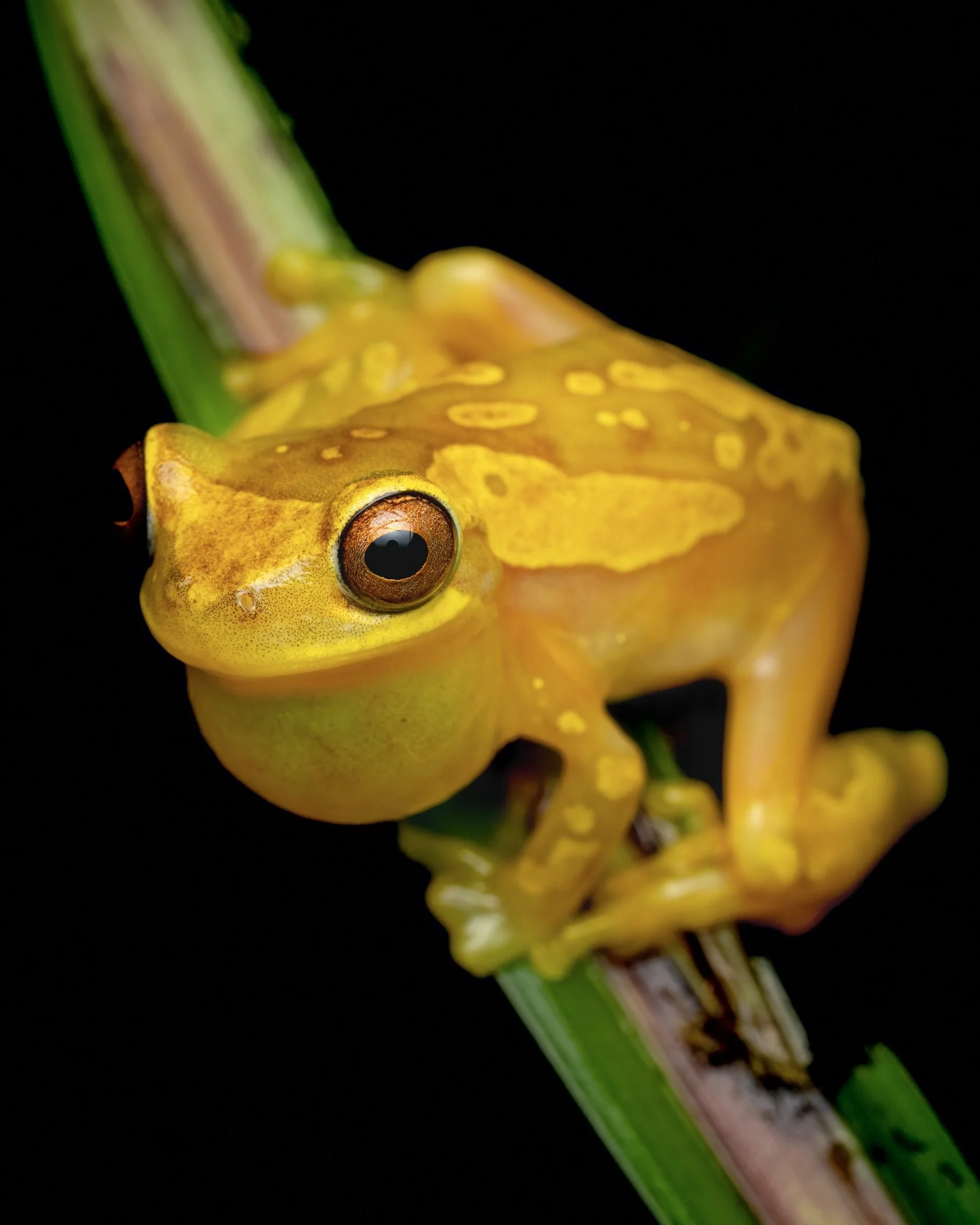 Close-up of a yellow frog with brown markings sitting on a green plant stem against a black background.