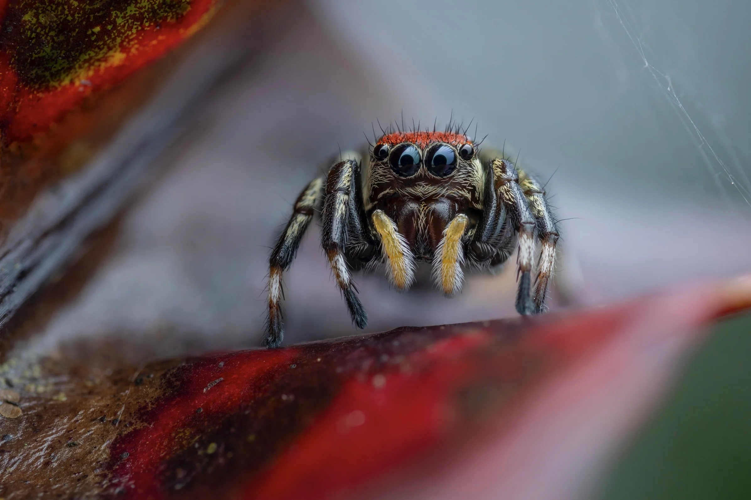 Close-up of a jumping spider with large black eyes and yellow and black striped legs on a plant stem.