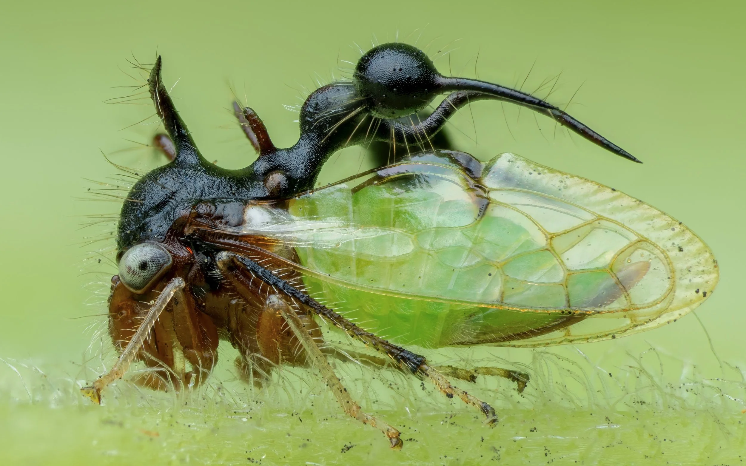 Close-up of a green leafhopper emerging from a dark brown pupa with a black parasitoid wasp on top, laying eggs.