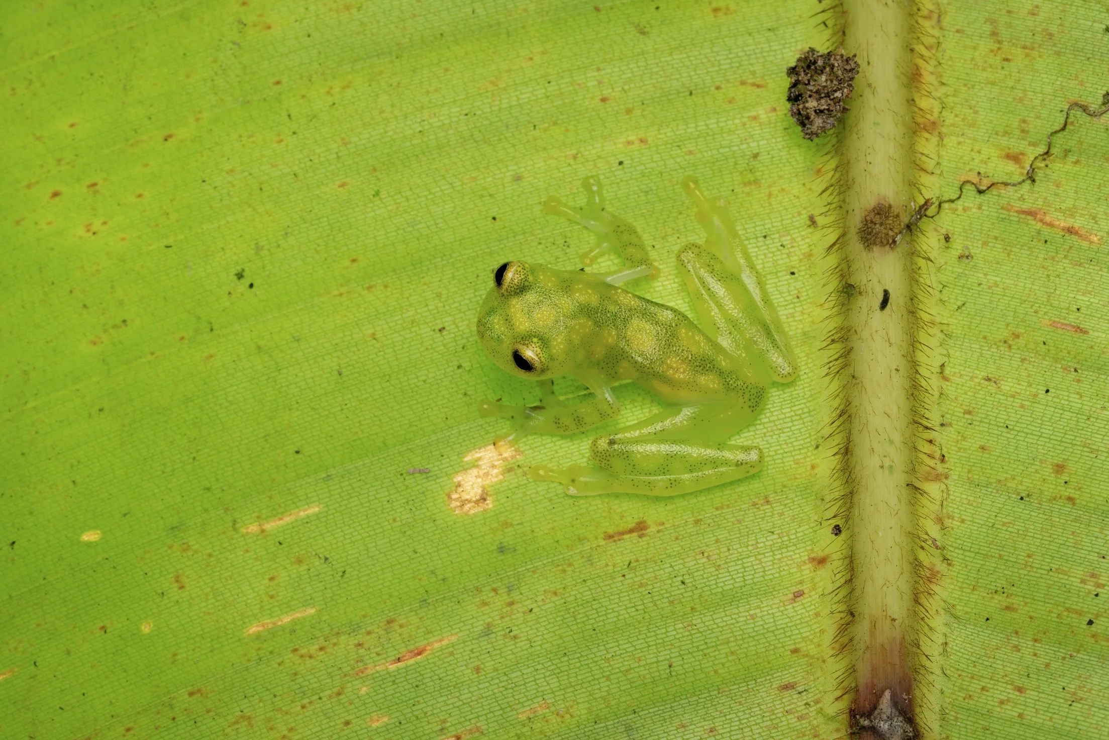 Close-up of a small green frog sitting on a green leaf.