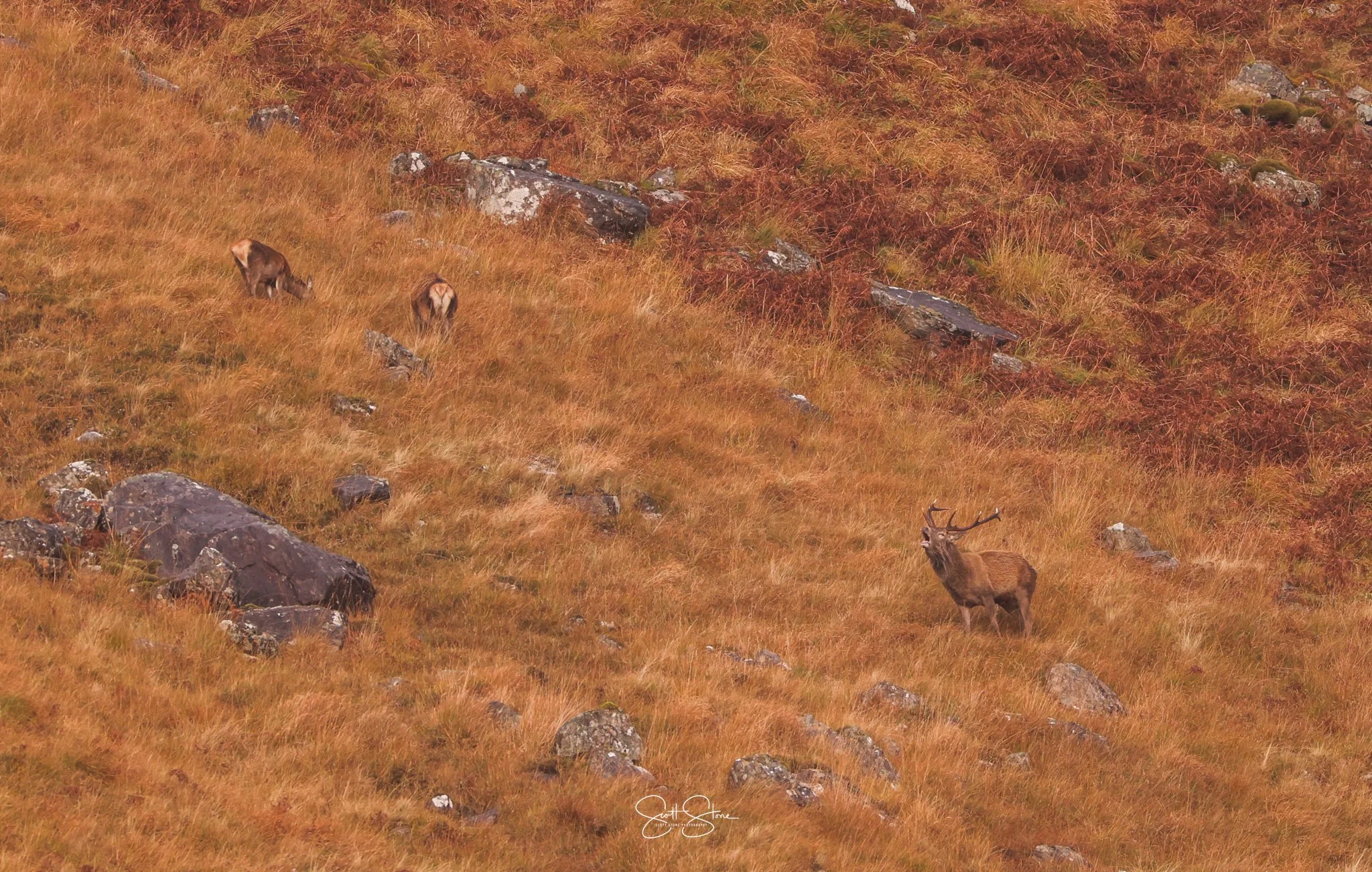A stag standing on a grassy hillside with two wild goats nearby, rocks scattered across the terrain, and autumn-colored vegetation in the background.
