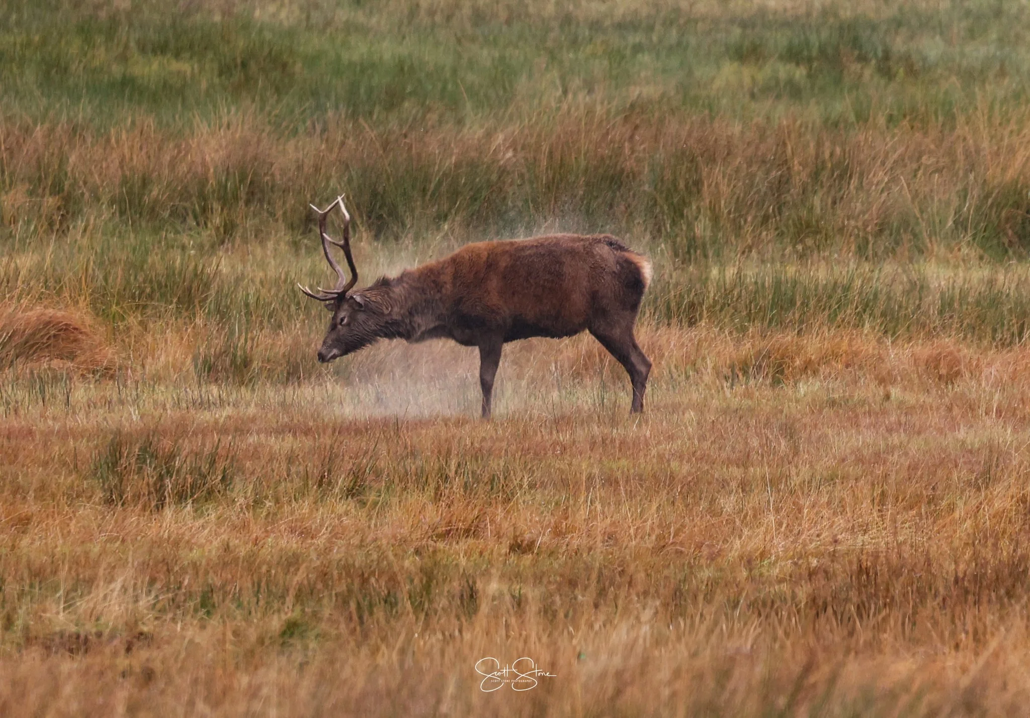 A moose standing in a grassy field with brown and green hues, and its head lowered, possibly grazing or smelling the grass.