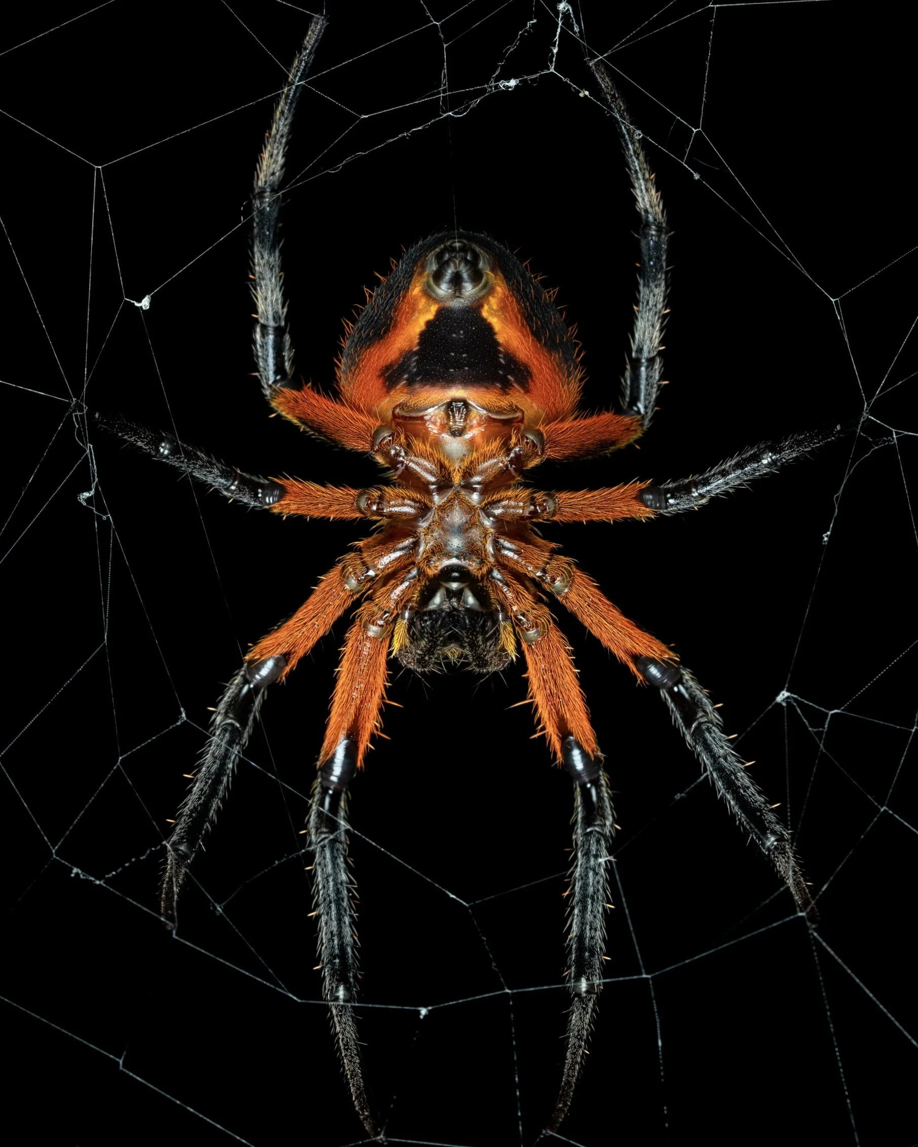 Close-up of a black and orange spider on its web against a black background.