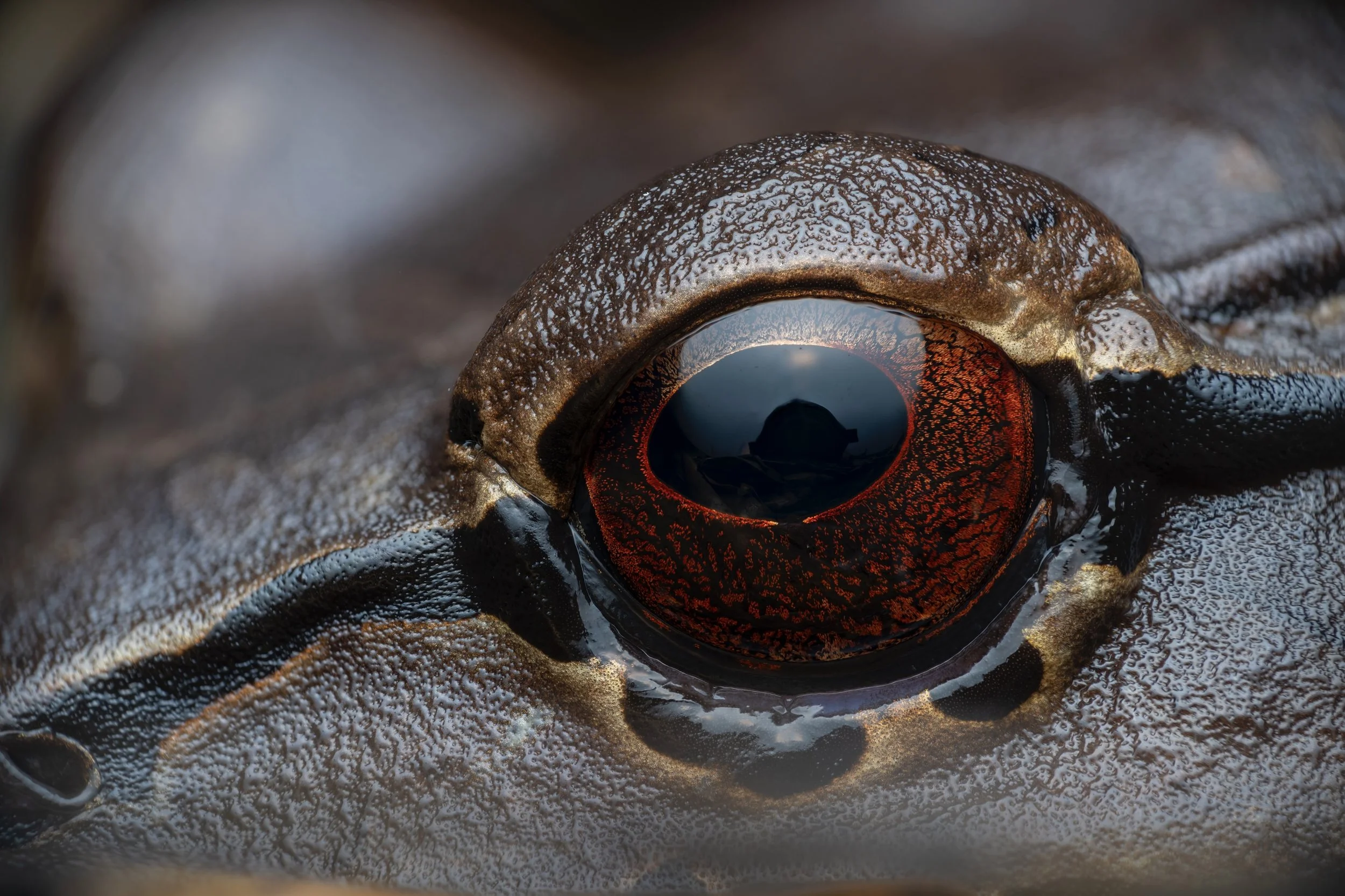 Close-up of a horse's eye with a reflection of the sky and clouds in the eye.