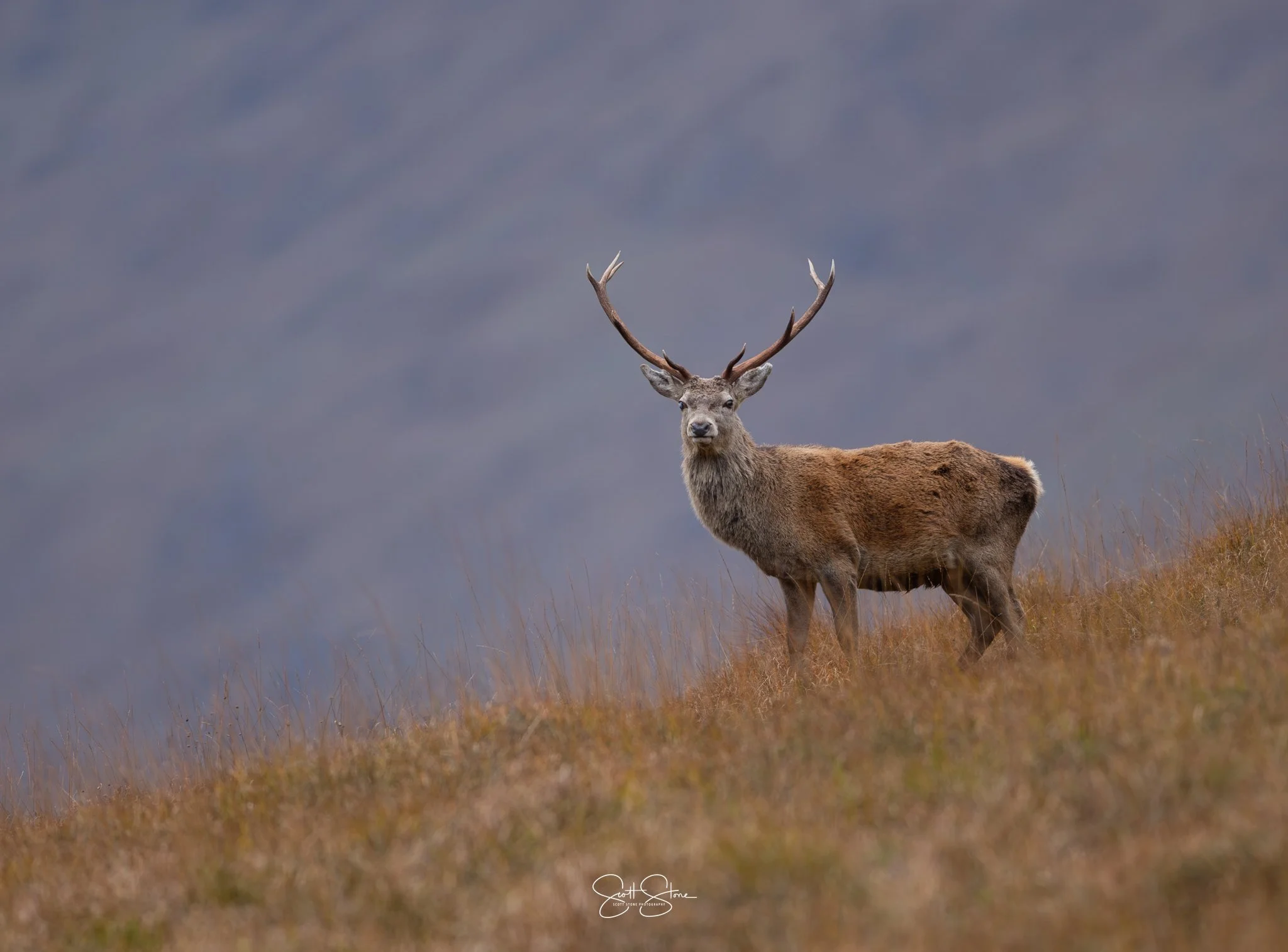 A lone elk with large antlers standing in a grassy field with a blurred, mountainous background.