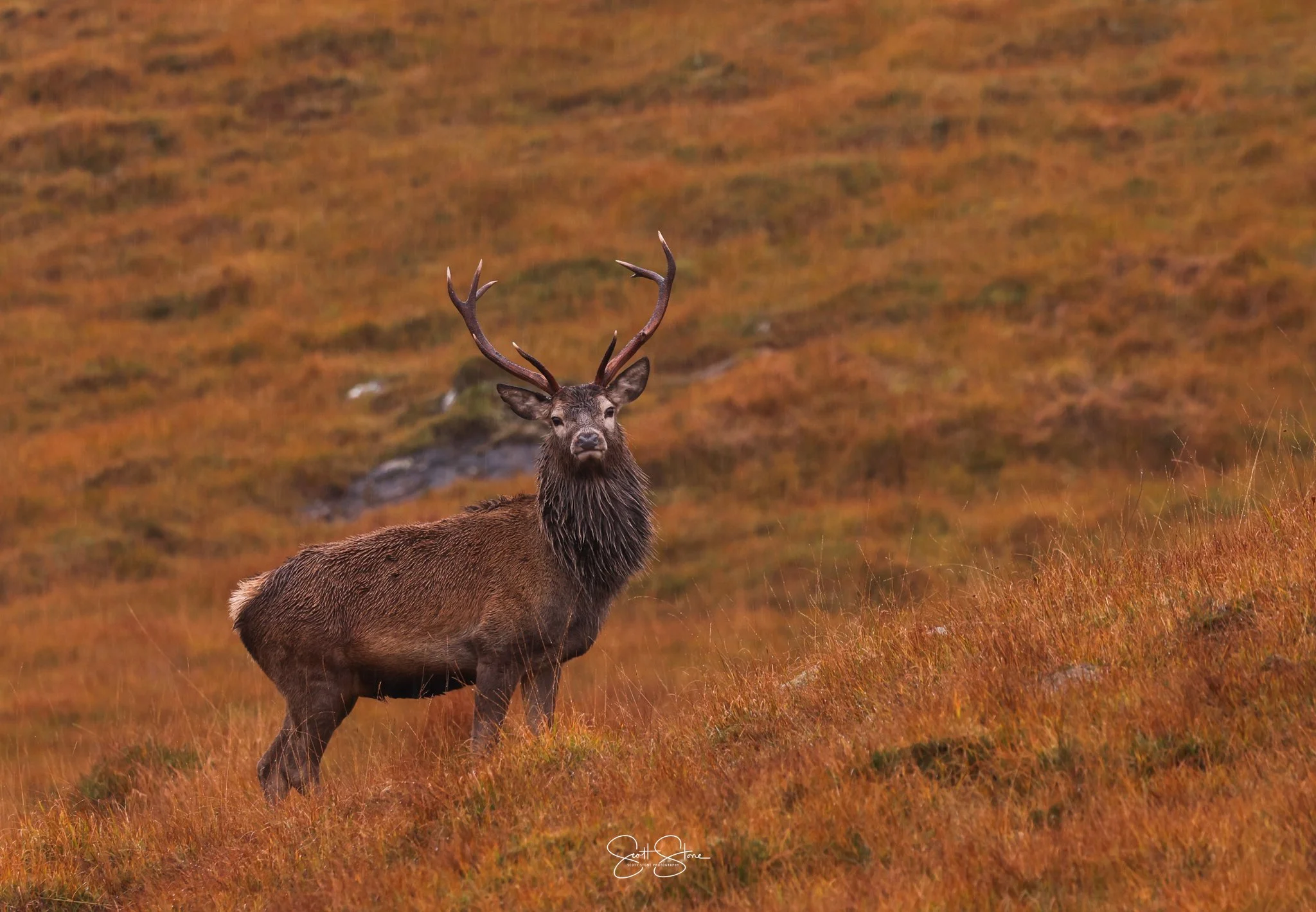 A majestic stag with antlers standing in a grassy, orange-hued landscape.