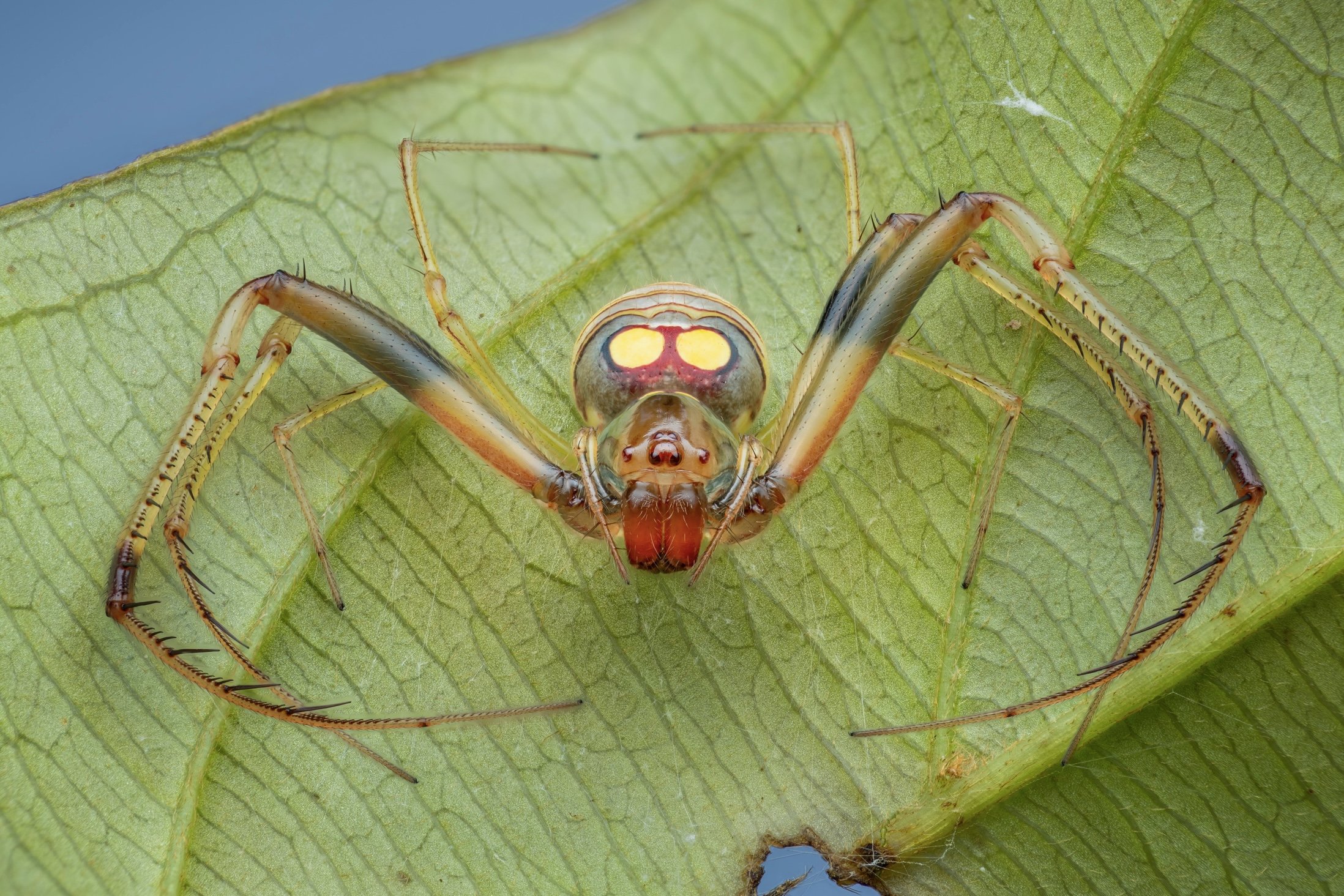 Close-up of a jumping spider on a green leaf, showing detailed view of its body and legs.
