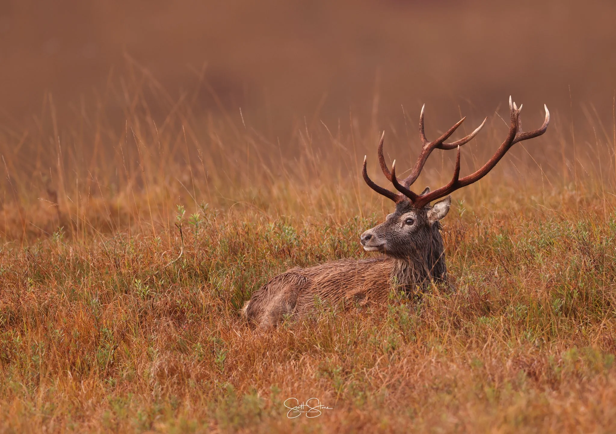 A majestic red deer lying in a field of tall orange and brown grasses, with large antlers and a calm expression, in a natural outdoor setting.
