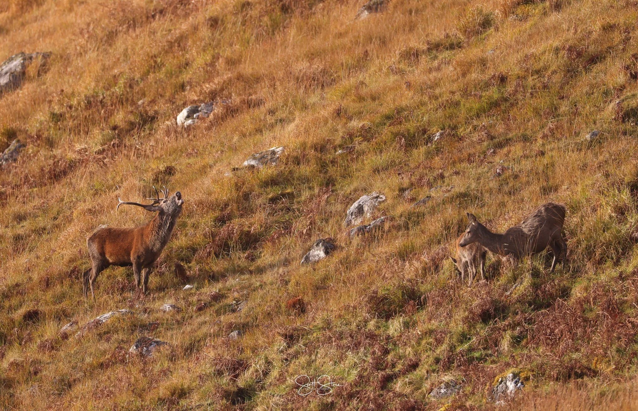 A herd of wild elk grazing on a grassy hillside with rocks.