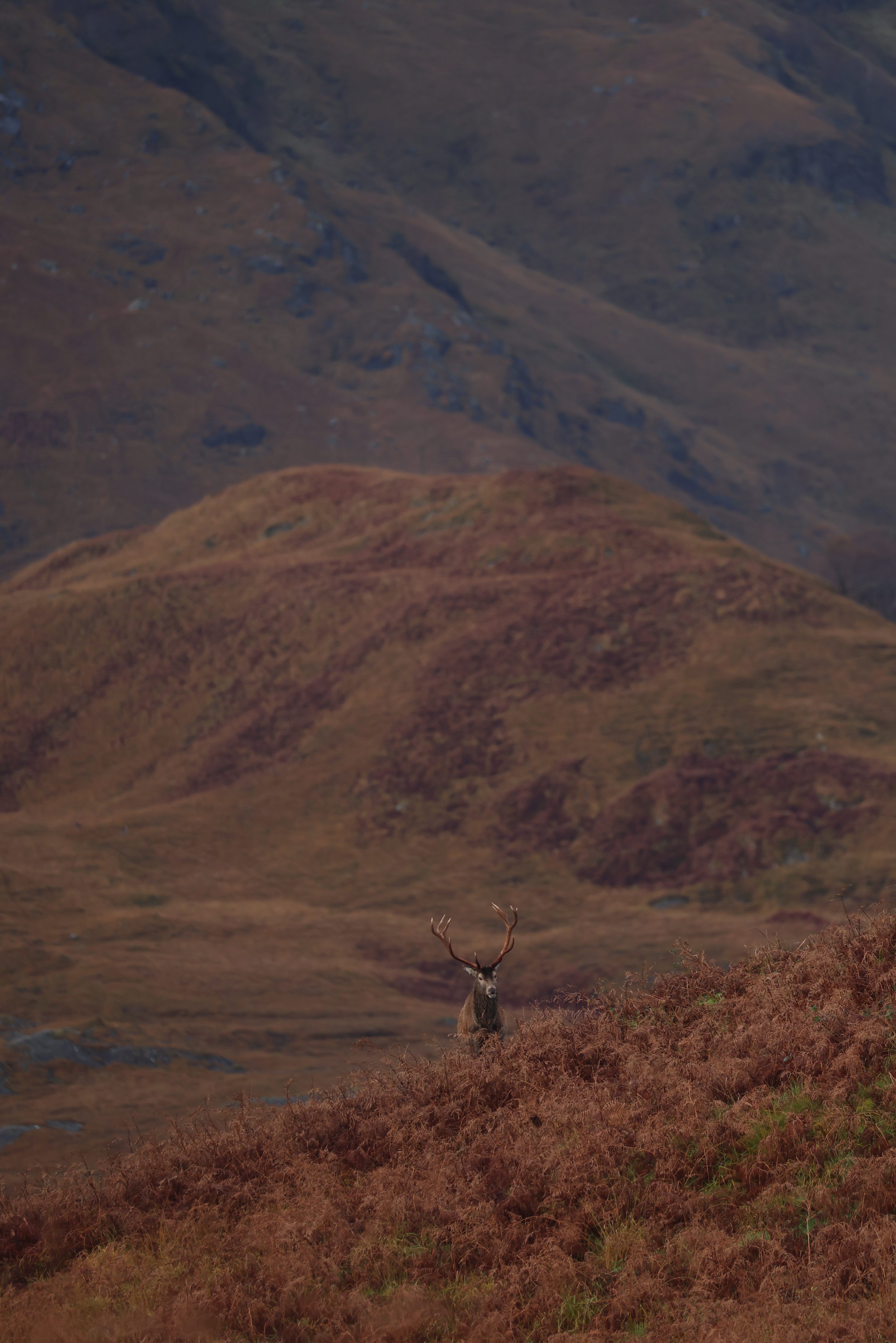 A stag with large antlers standing on a hill covered with brownish grass in a mountainous landscape.