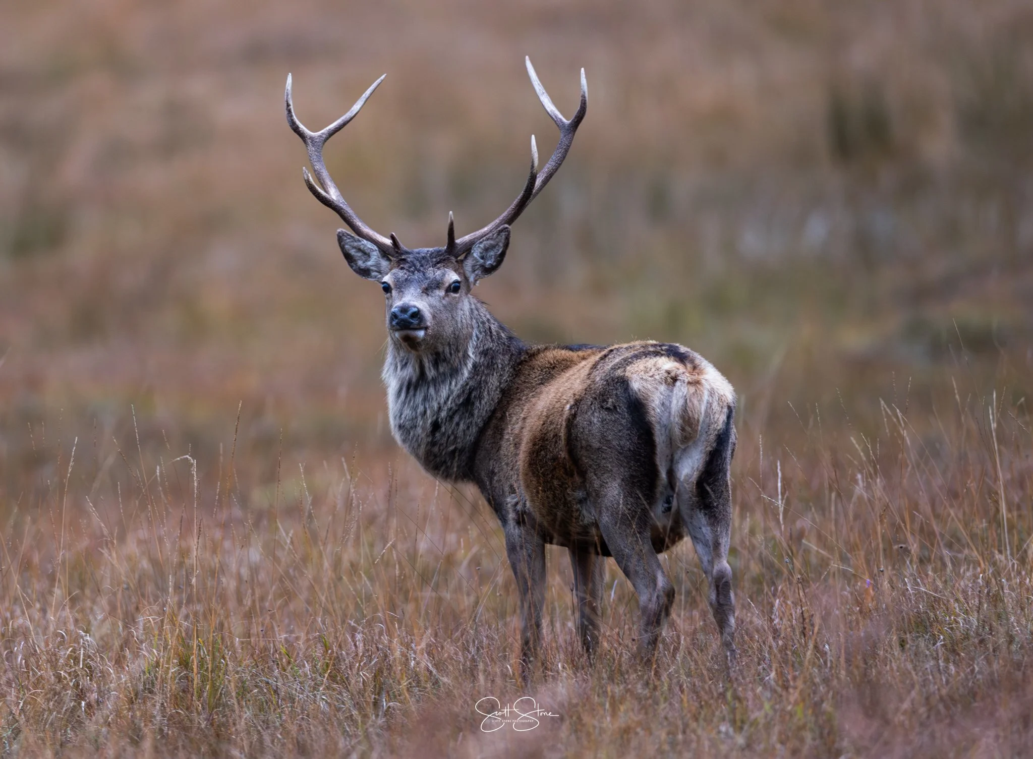 A majestic deer standing in a grassy field with large antlers and a thick coat of fur.