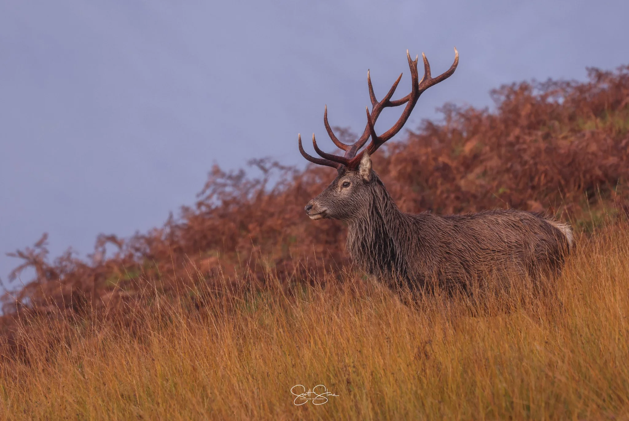 A majestic stag with large, branching antlers standing in tall, golden grass with a background of shrubbery and a clear sky.