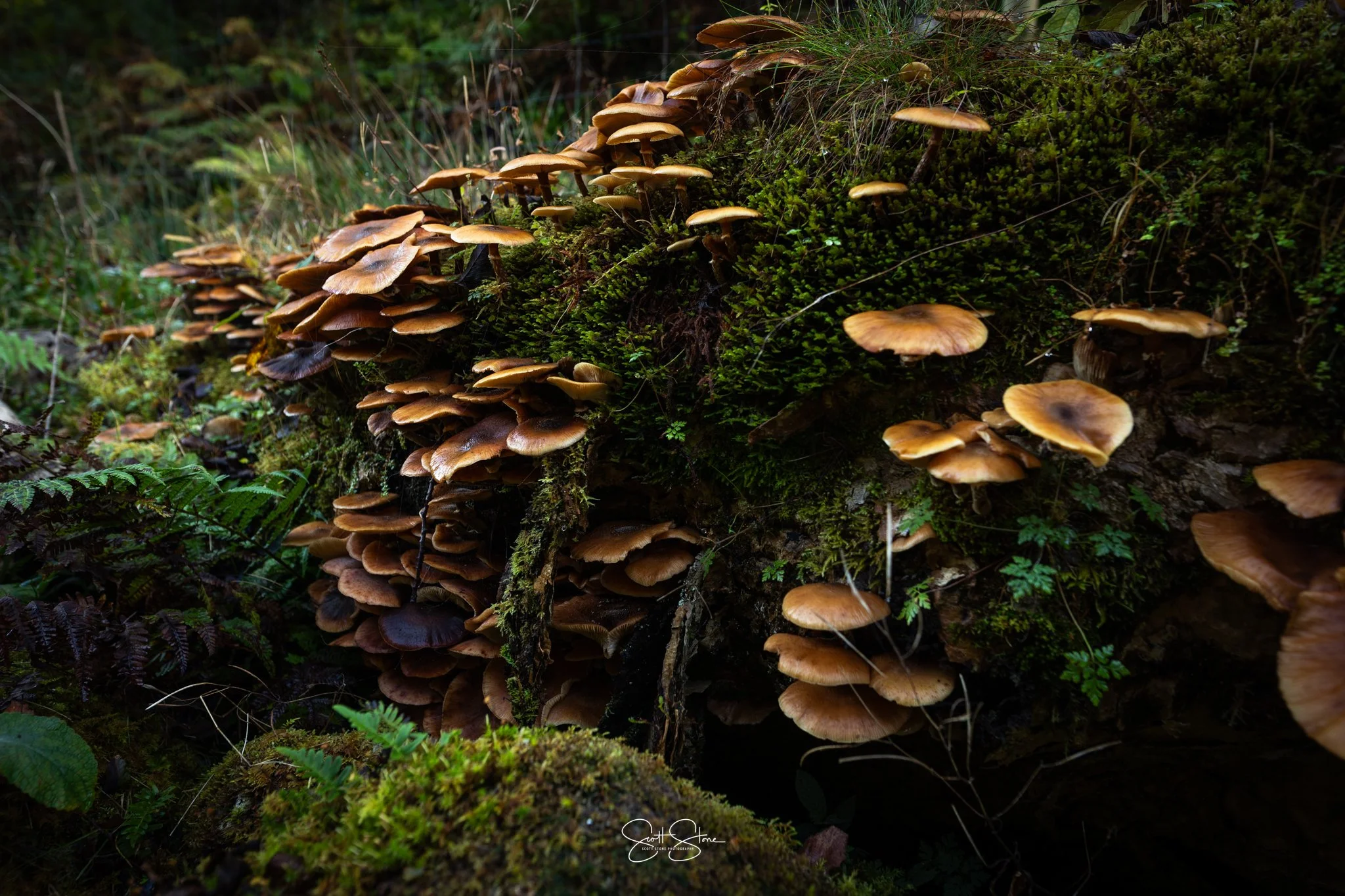 Cluster of brown mushrooms growing on a moss-covered log in a forest.