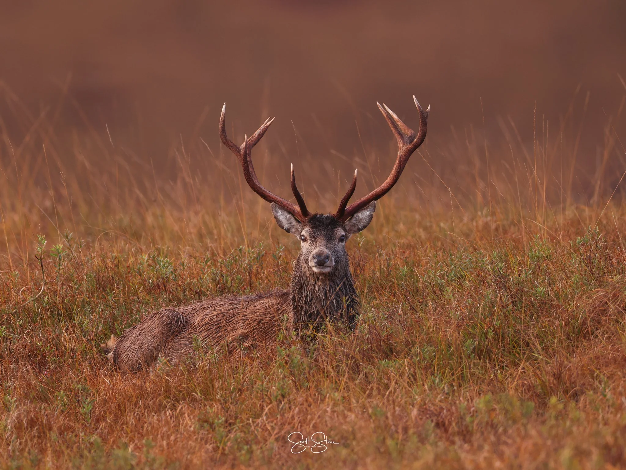 A majestic elk lies in a field of reddish-brown grasses with large antlers and dark brown fur.