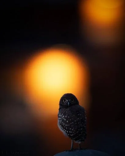 Small owl perched in the foreground with a large golden-orange glow illuminating the dark background.