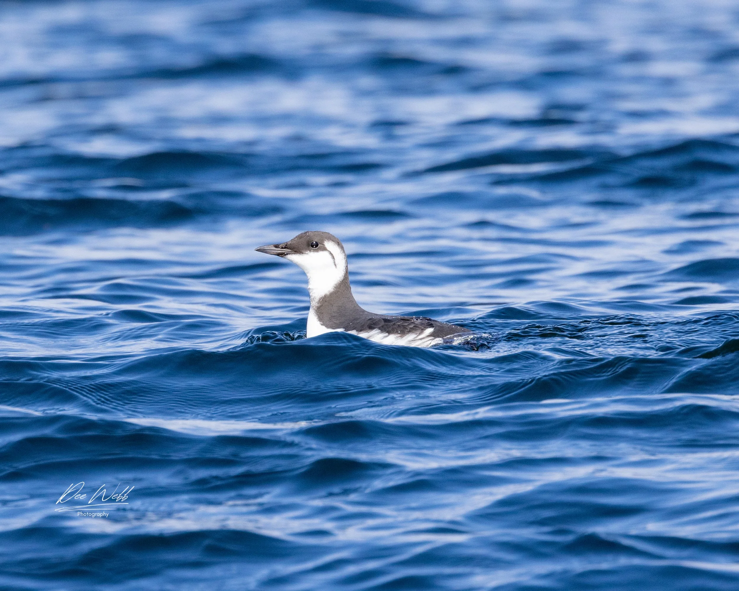 Bamfeild Birds 18 copy.jpg