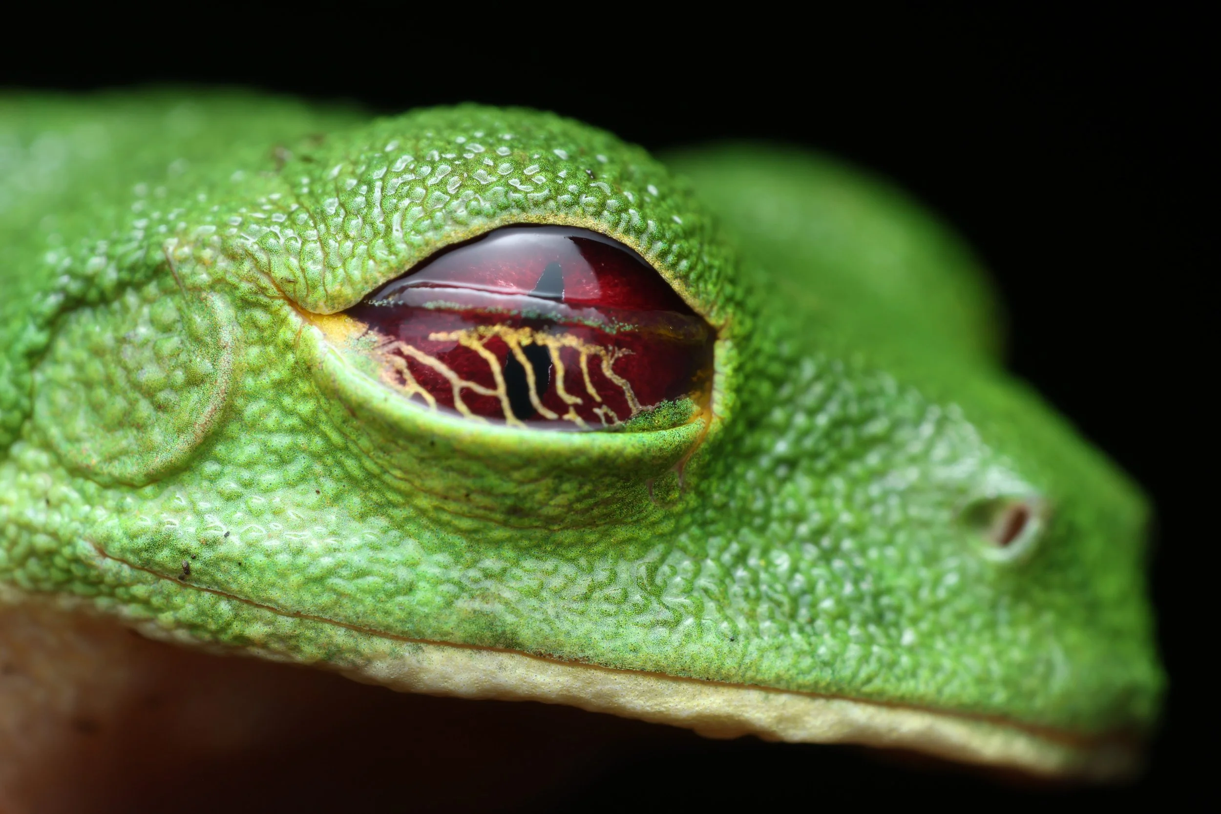 Close-up of a green gecko's eye and textured skin.