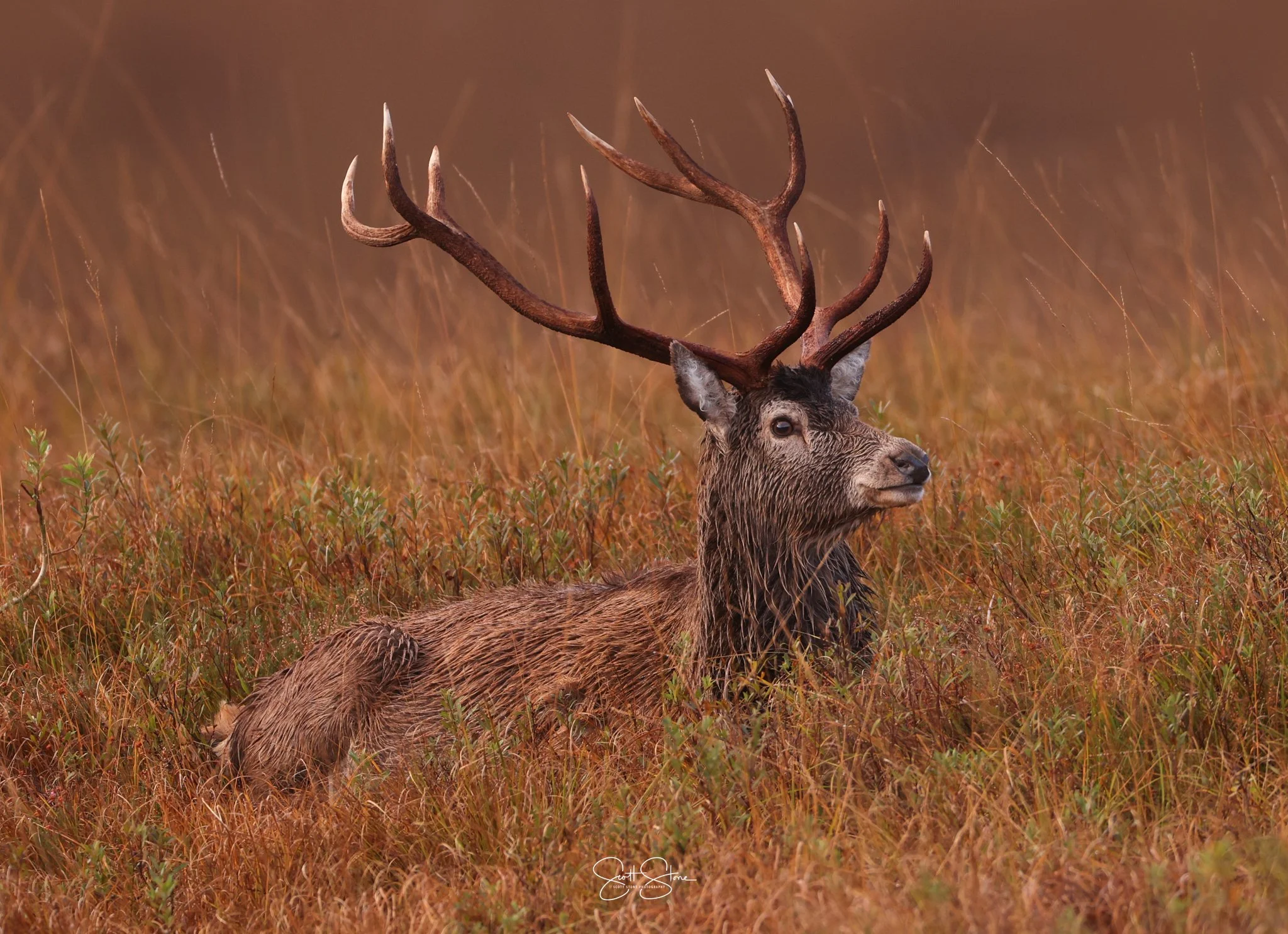 A majestic elk with large antlers resting in a field of tall, reddish-brown grass.
