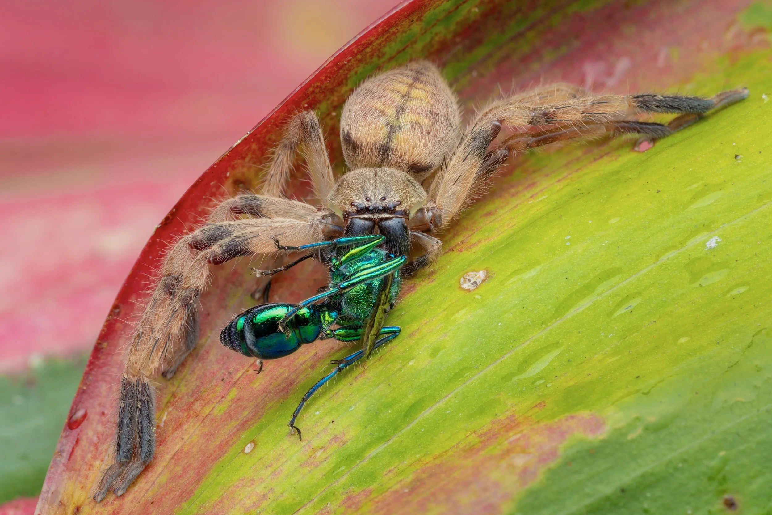 A close-up of a brown spider catching a metallic green wasp on a green and red leaf.