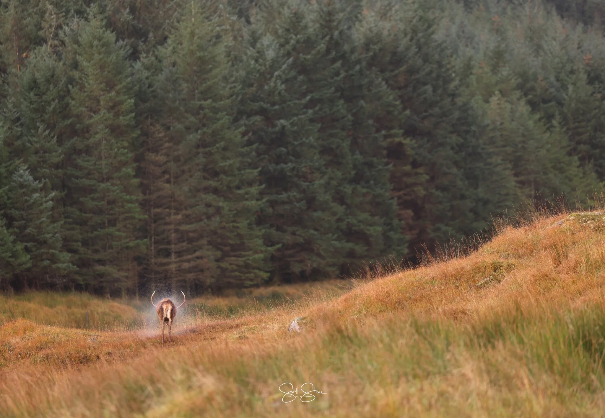 A moose walking on a grassy trail through a forested area with trees in the background.
