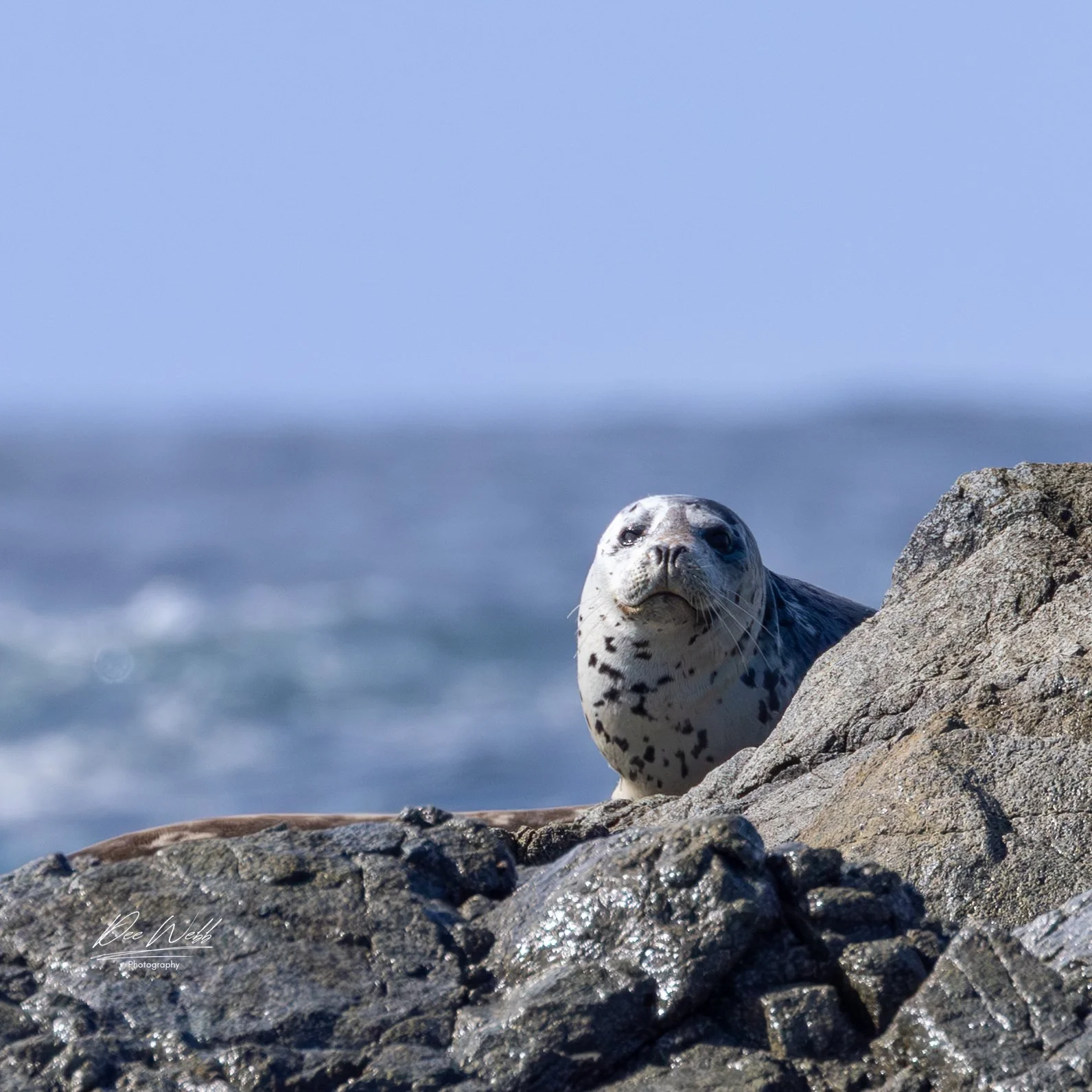 Bamfeild Seals 11.jpg