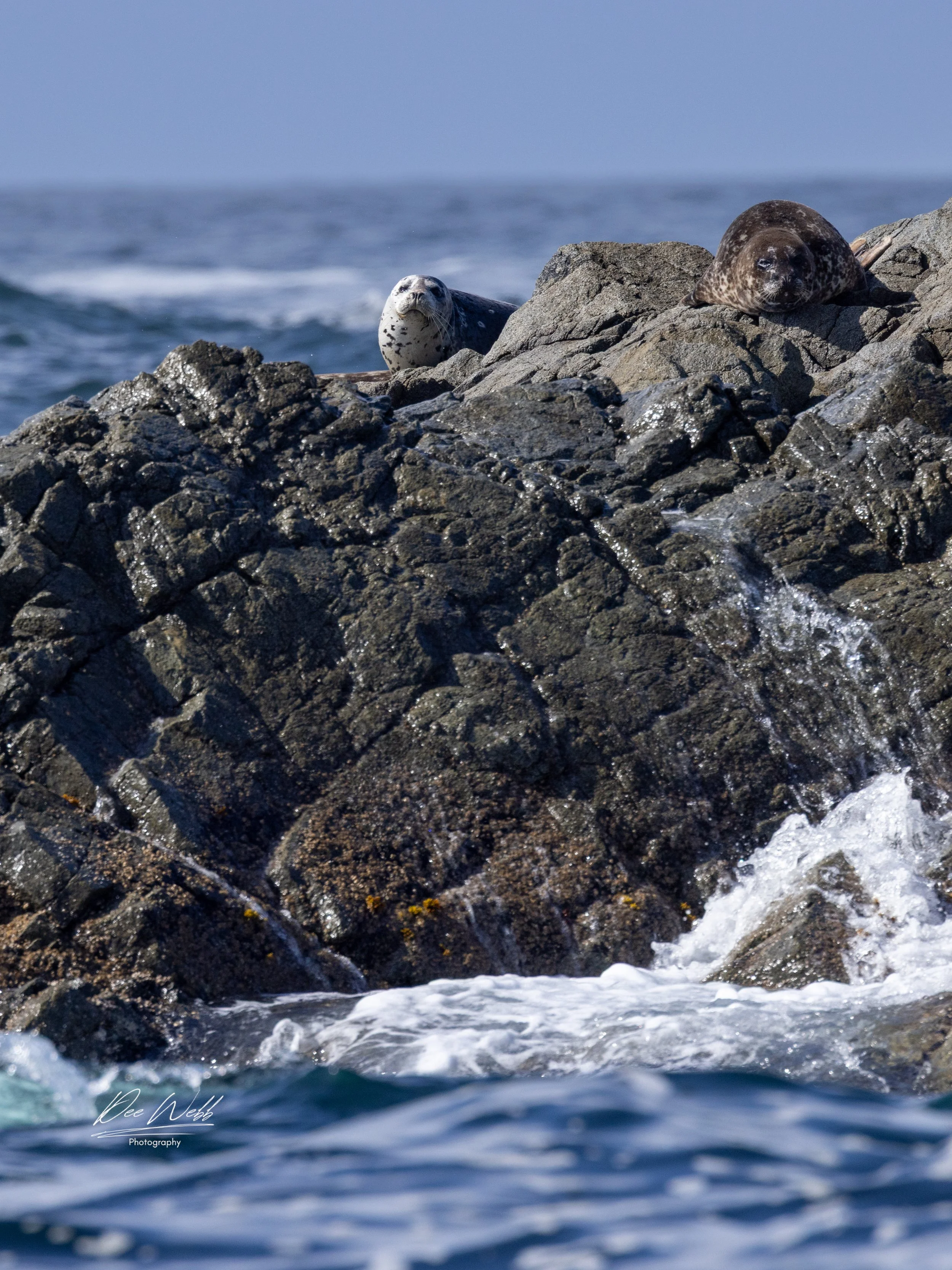 Bamfield whales Harbor Seal.jpg