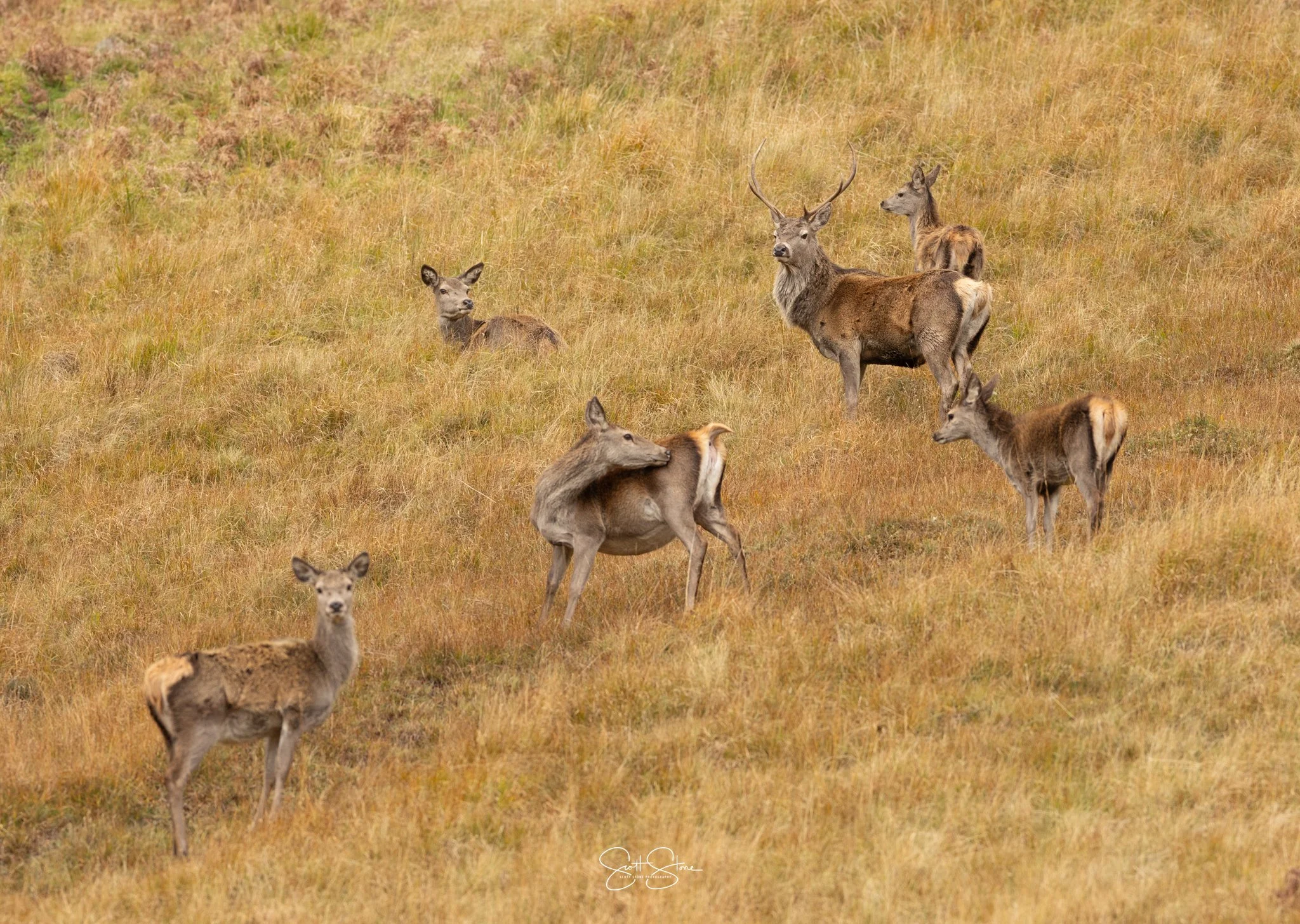 Group of deer resting on a grassy field.