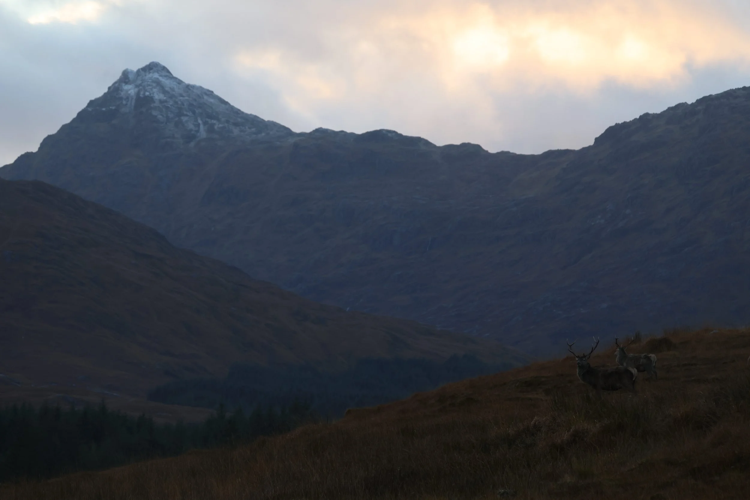 A mountainous landscape with a snow-capped peak in the background, rolling dark green hills in the middle ground, and two deer with antlers standing in the foreground.