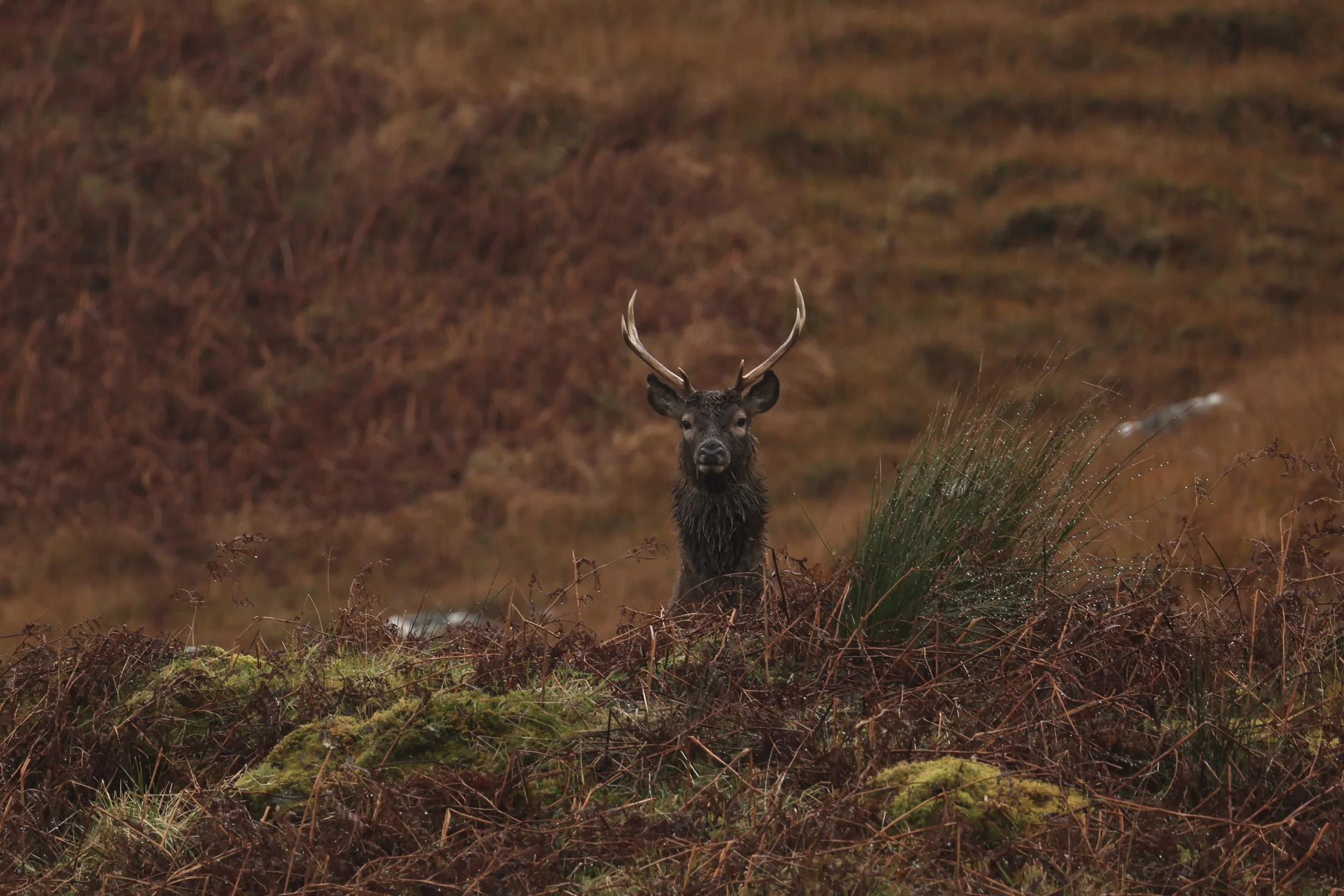 A deer with antlers standing in a brown, grassy landscape with wet, mossy ground and tall grass.