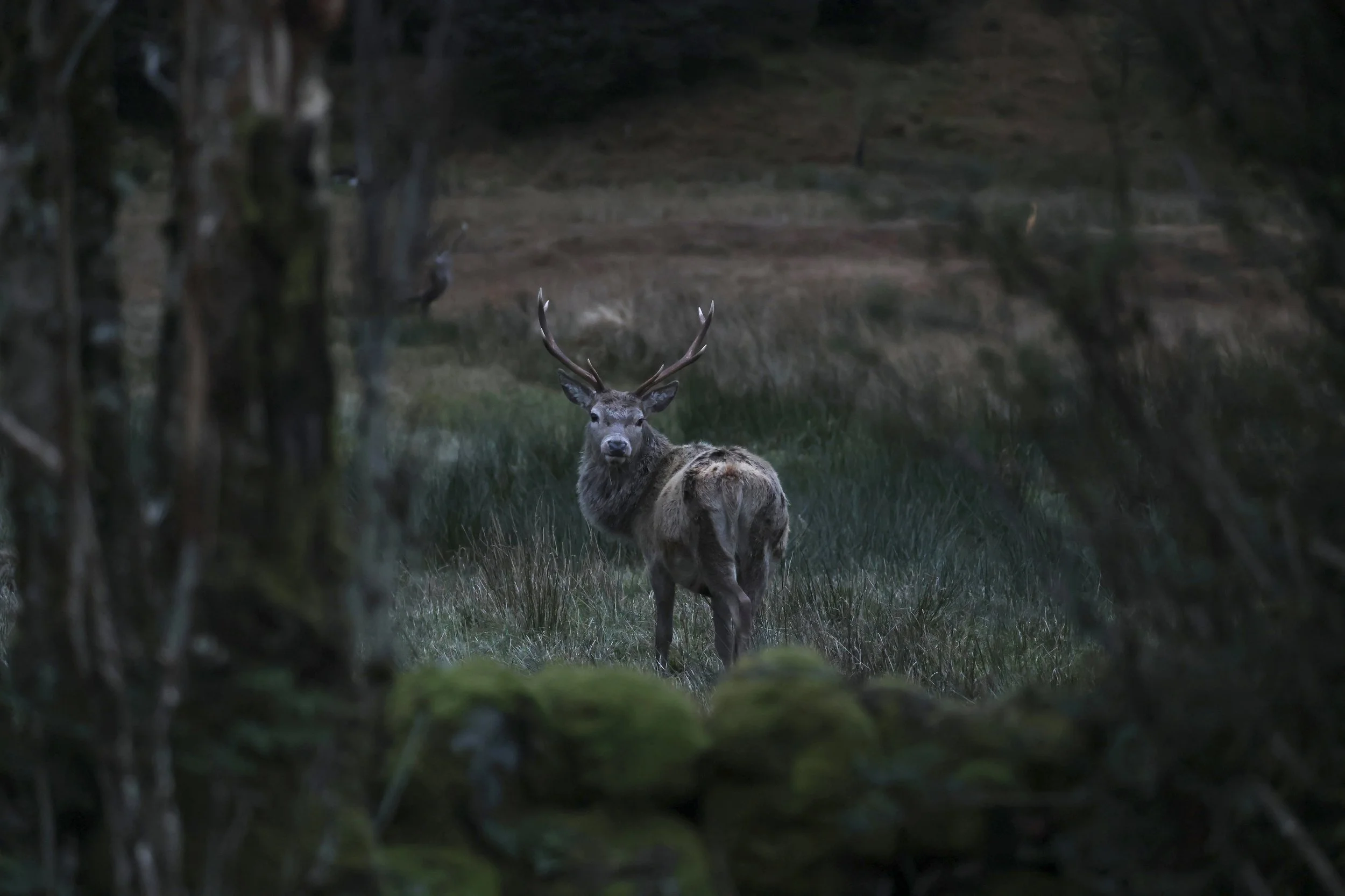 A deer with antlers standing in a grassy area, framed by trees, at dusk or dawn.