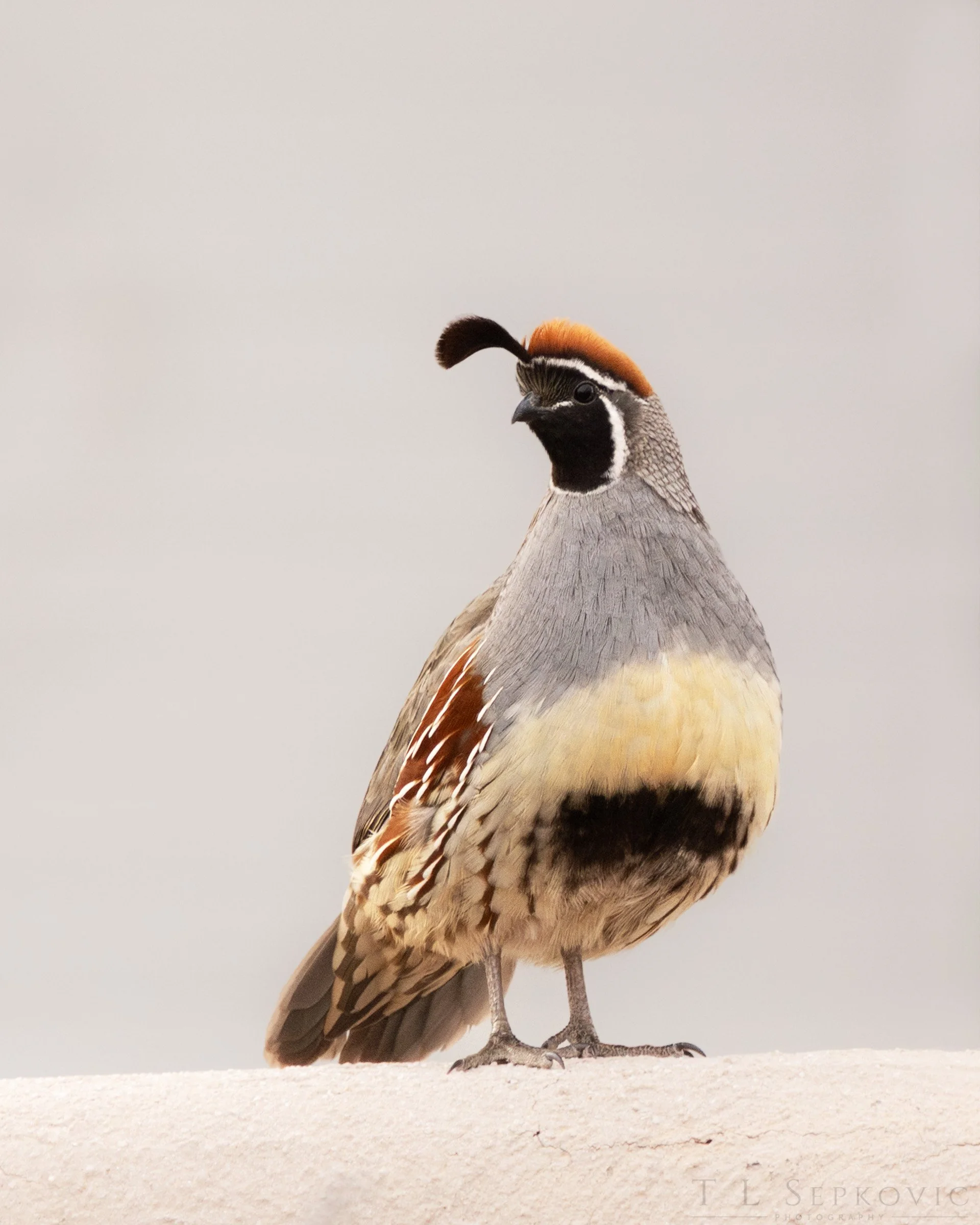 7W0A6405-a (web).jpg