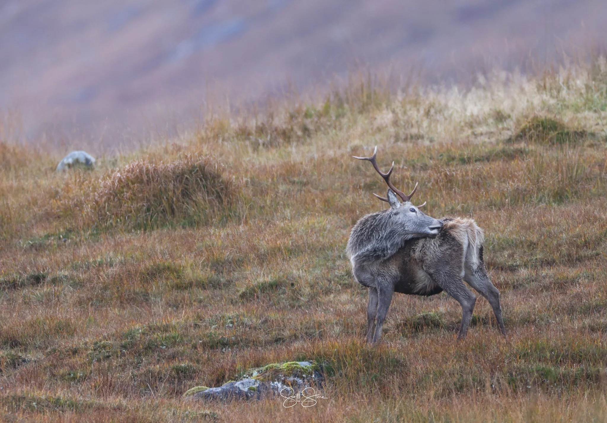 A lone elk with antlers standing on a grassy hillside in a misty landscape.