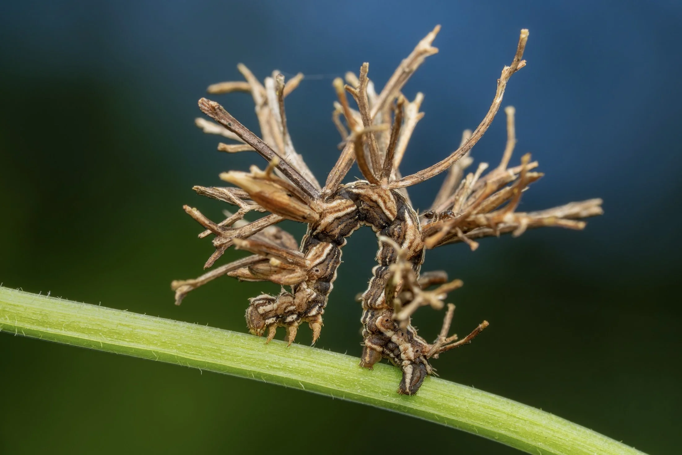 Close-up of a caterpillar on a green stem, resembling a dried flower or shrub, with a blurred blue background.