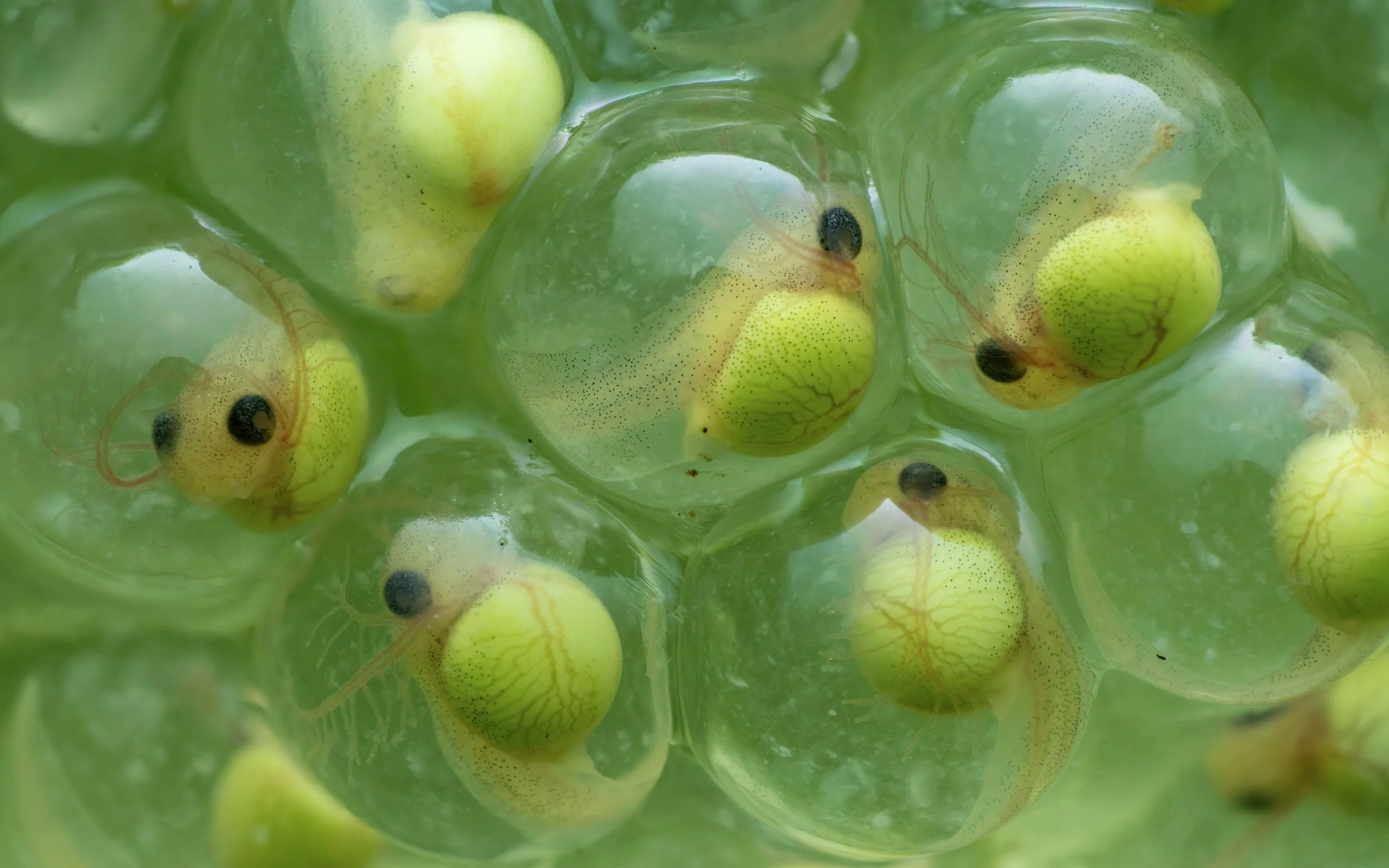Close-up of several transparent frog eggs with developing embryos inside, floating in greenish water.
