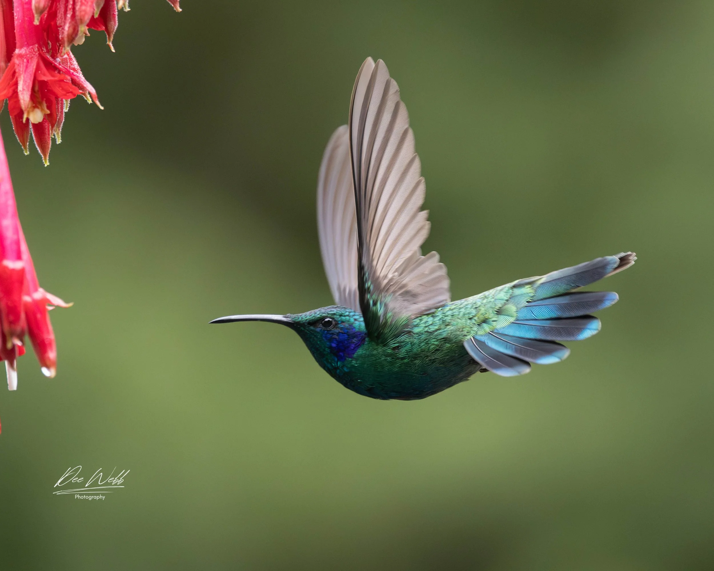 Images Courtesy of Dee Webb