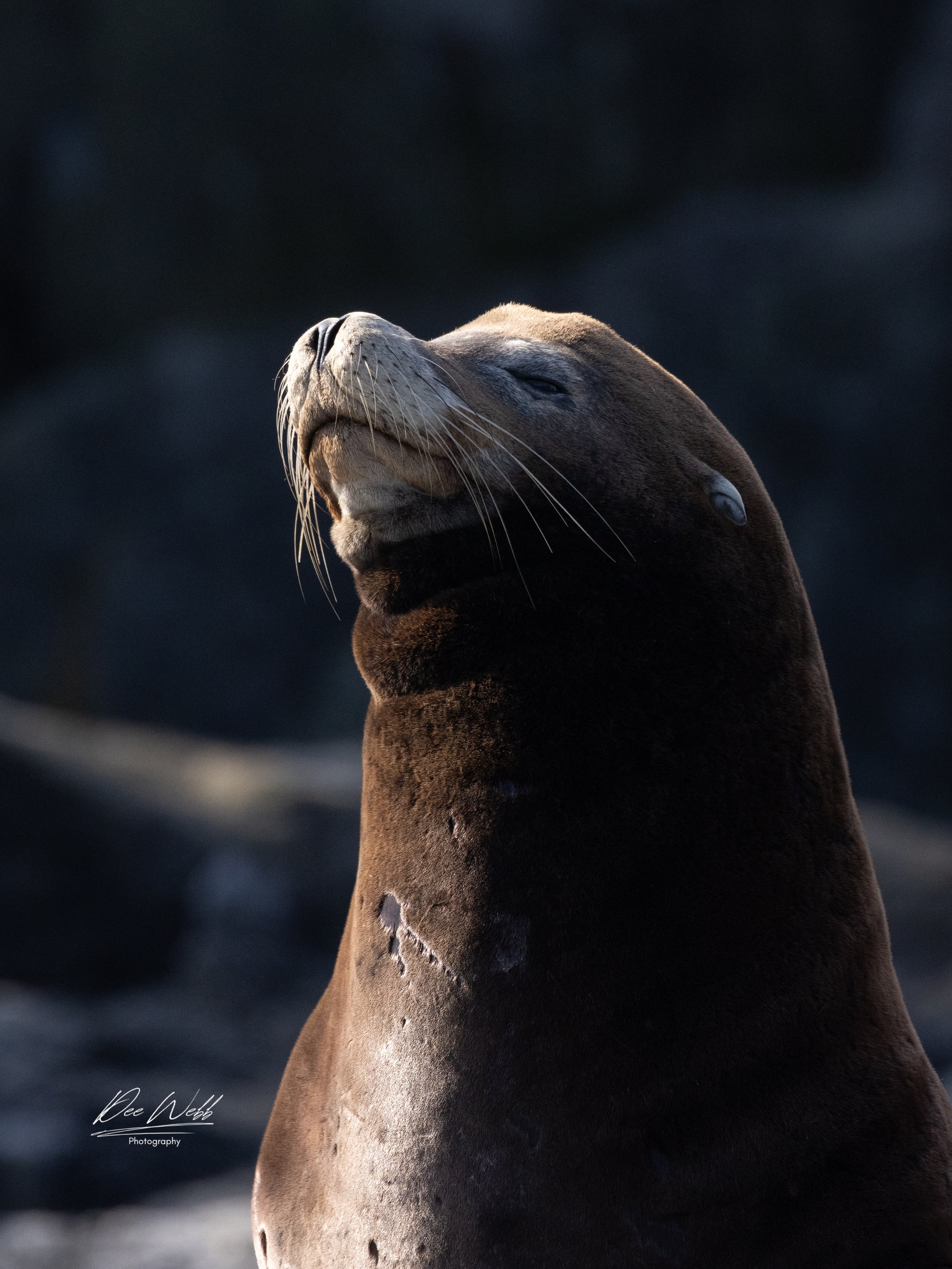 Bamfeild Seals 30 copy.jpg